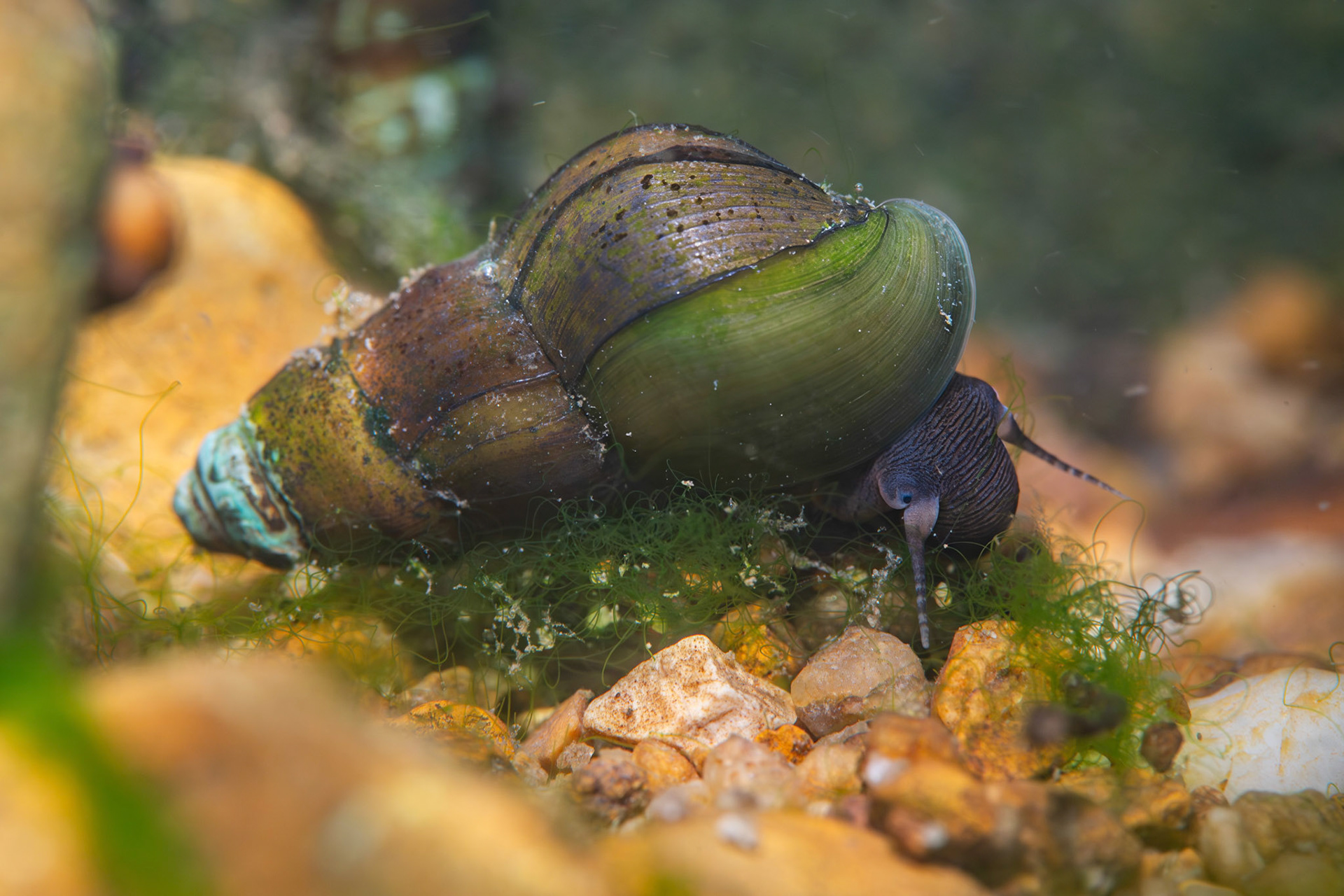 Elimia sp.