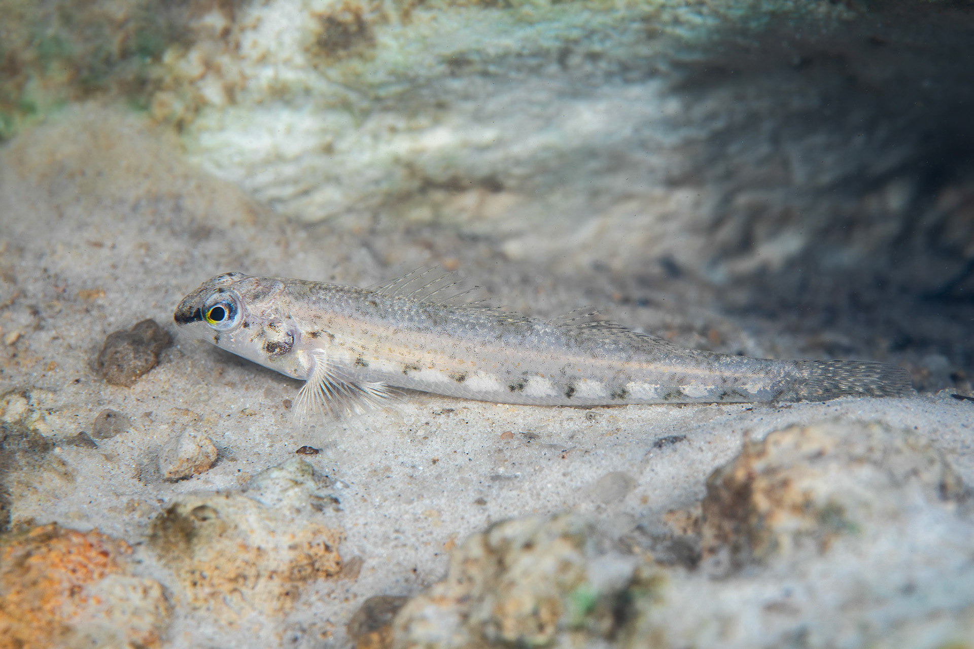 Coastal Darter