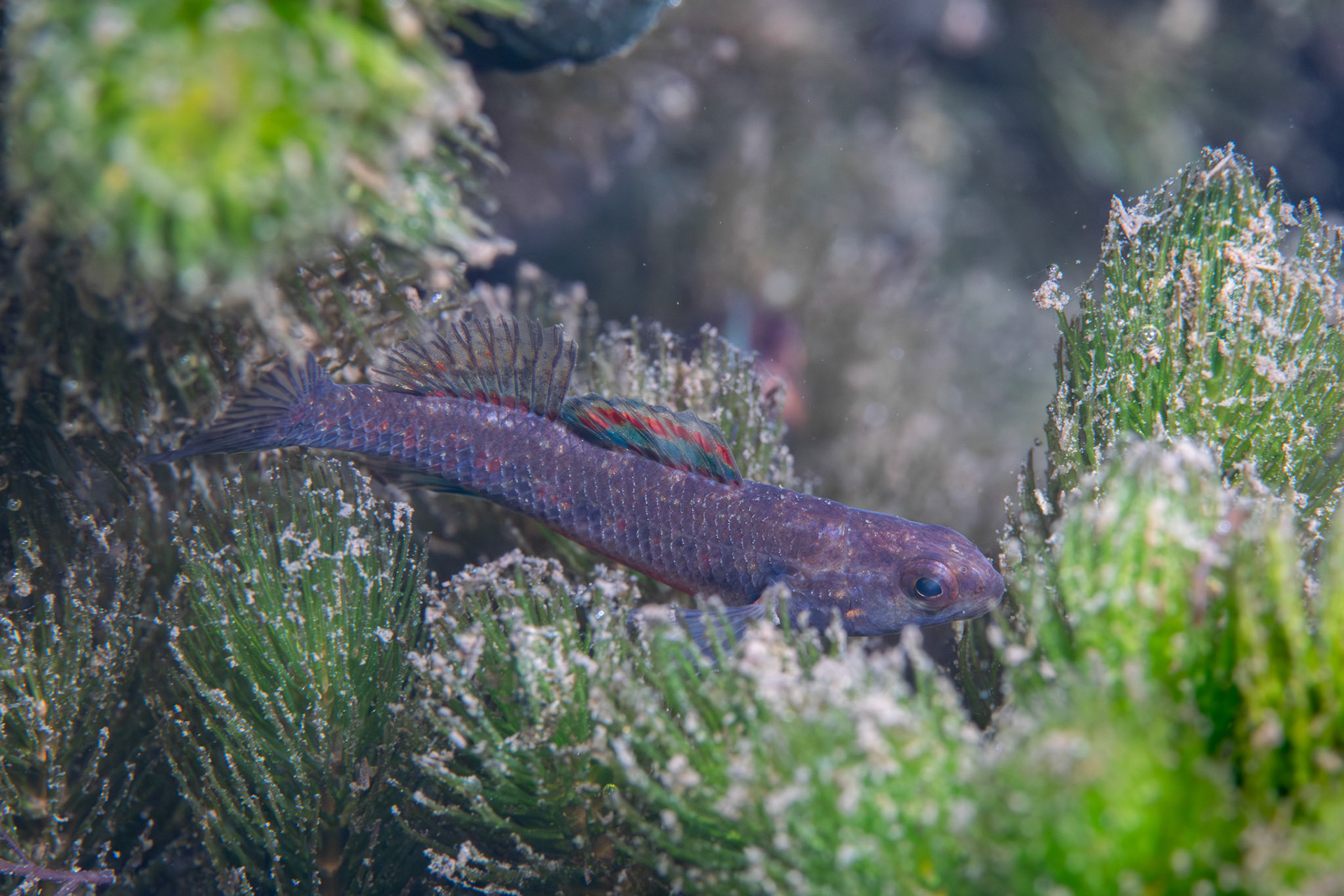 Watercress Darter
