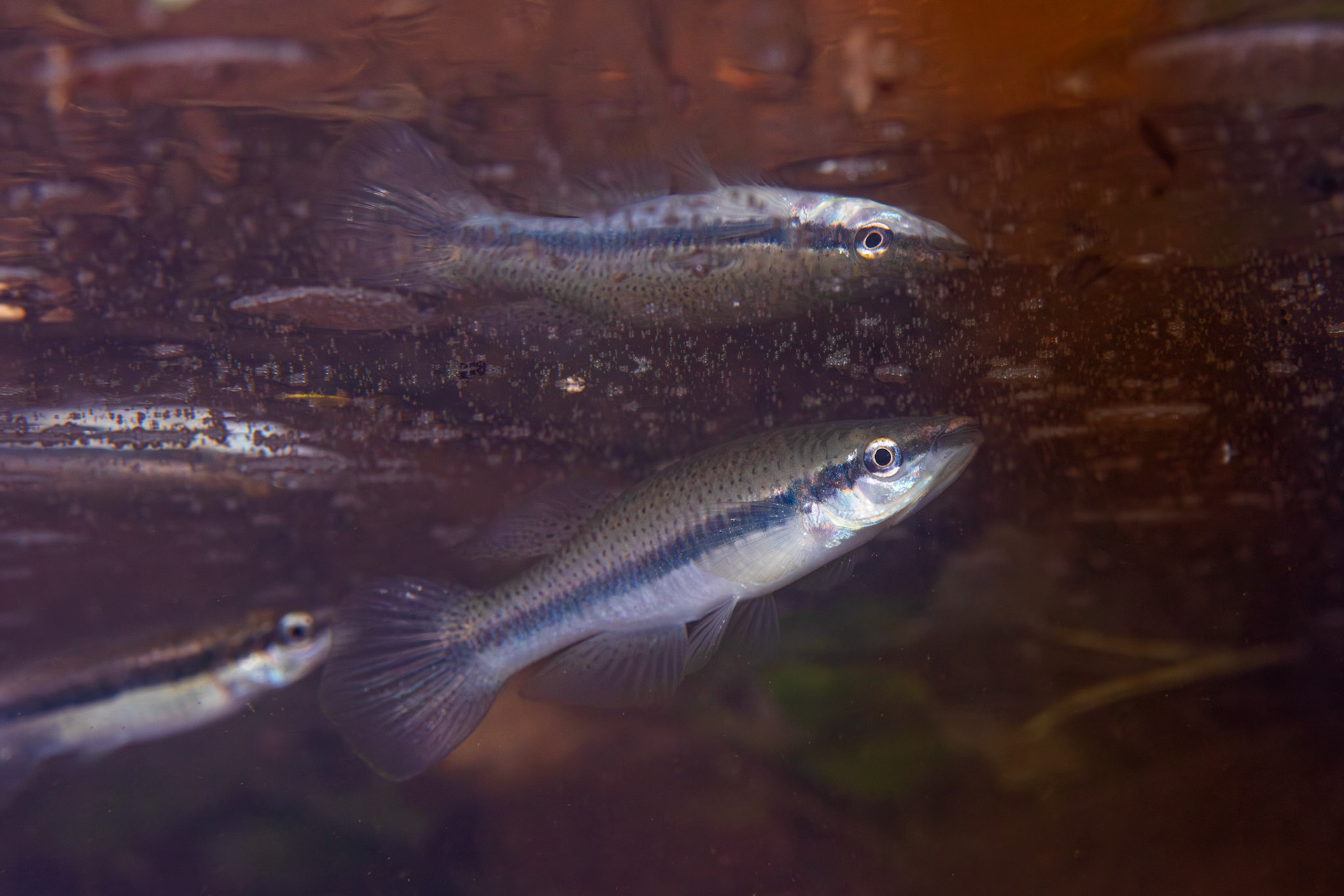 Blackspotted Topminnow