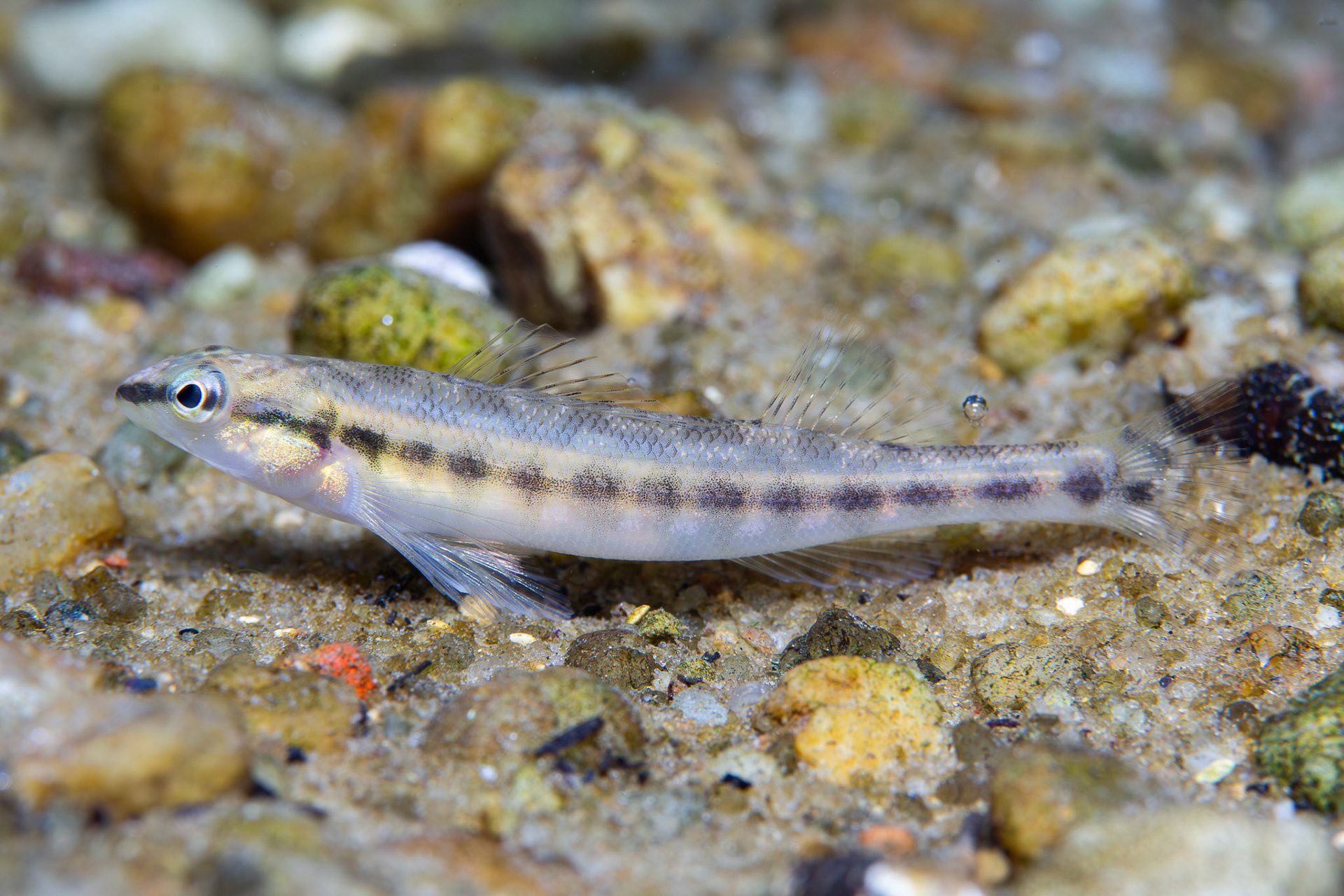 Blackbanded Darter