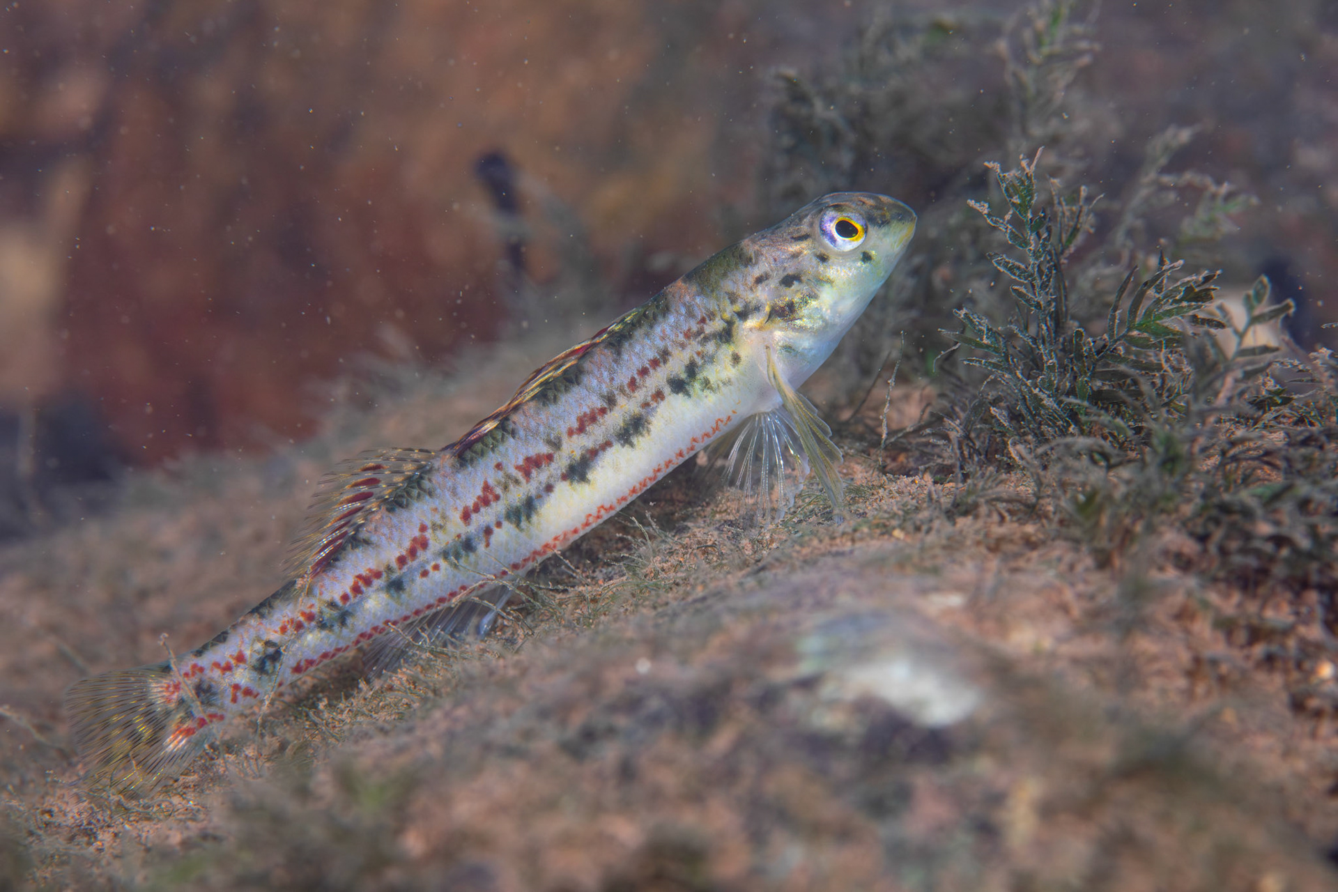 Birmingham Darter