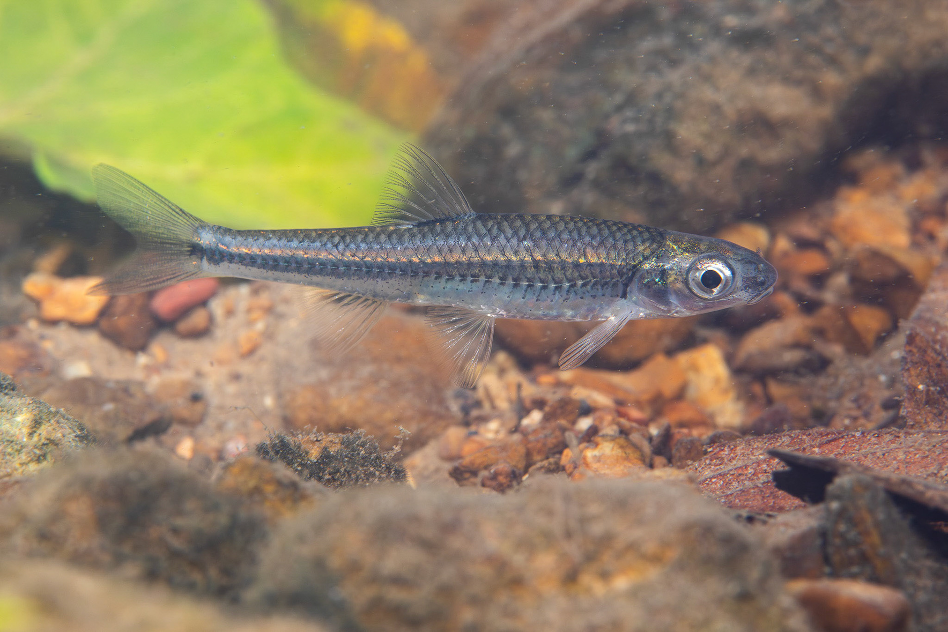 Mirror Shiner