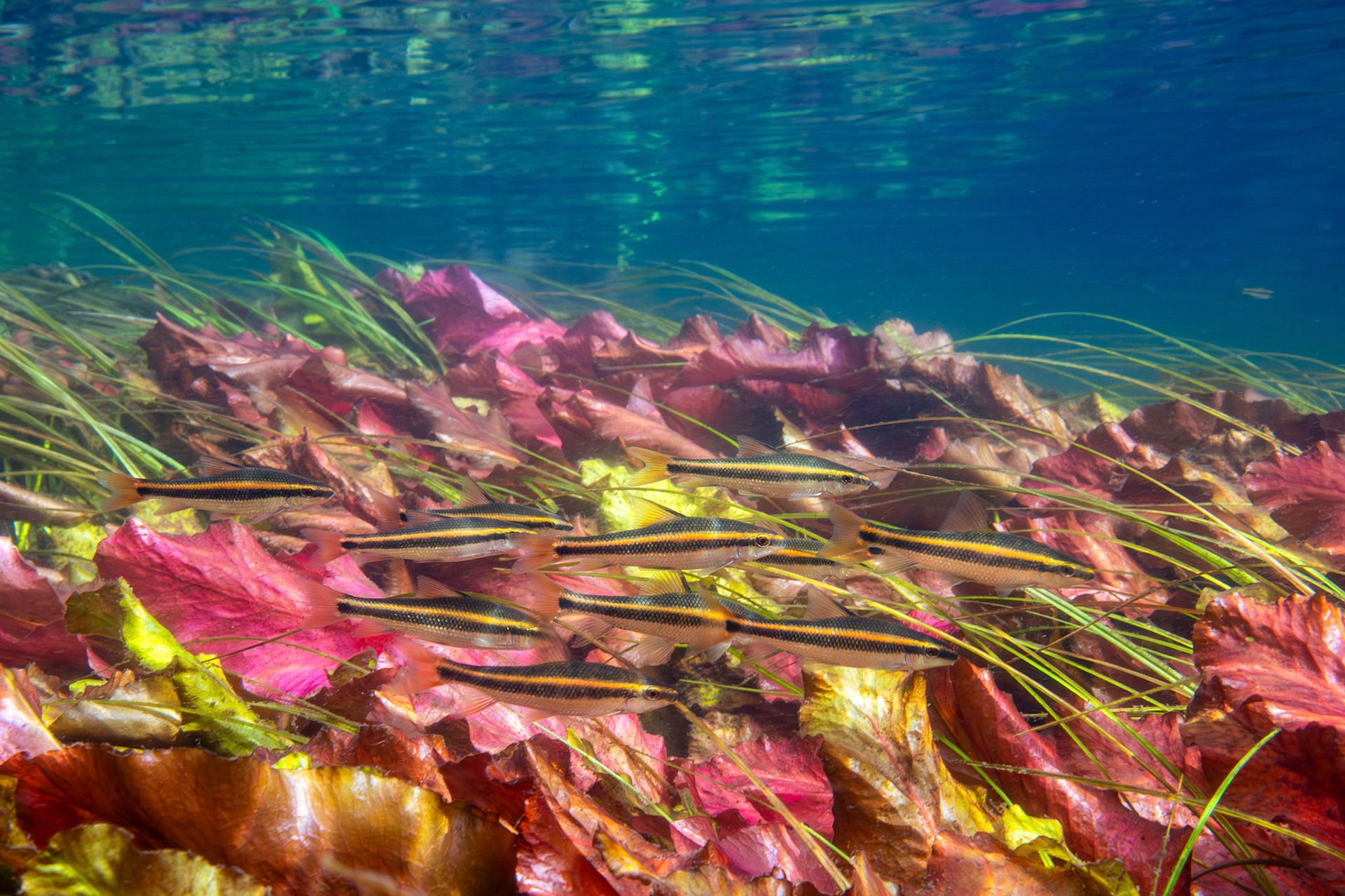 Sharpfin Chubsuckers (Erimyzon tenuis)