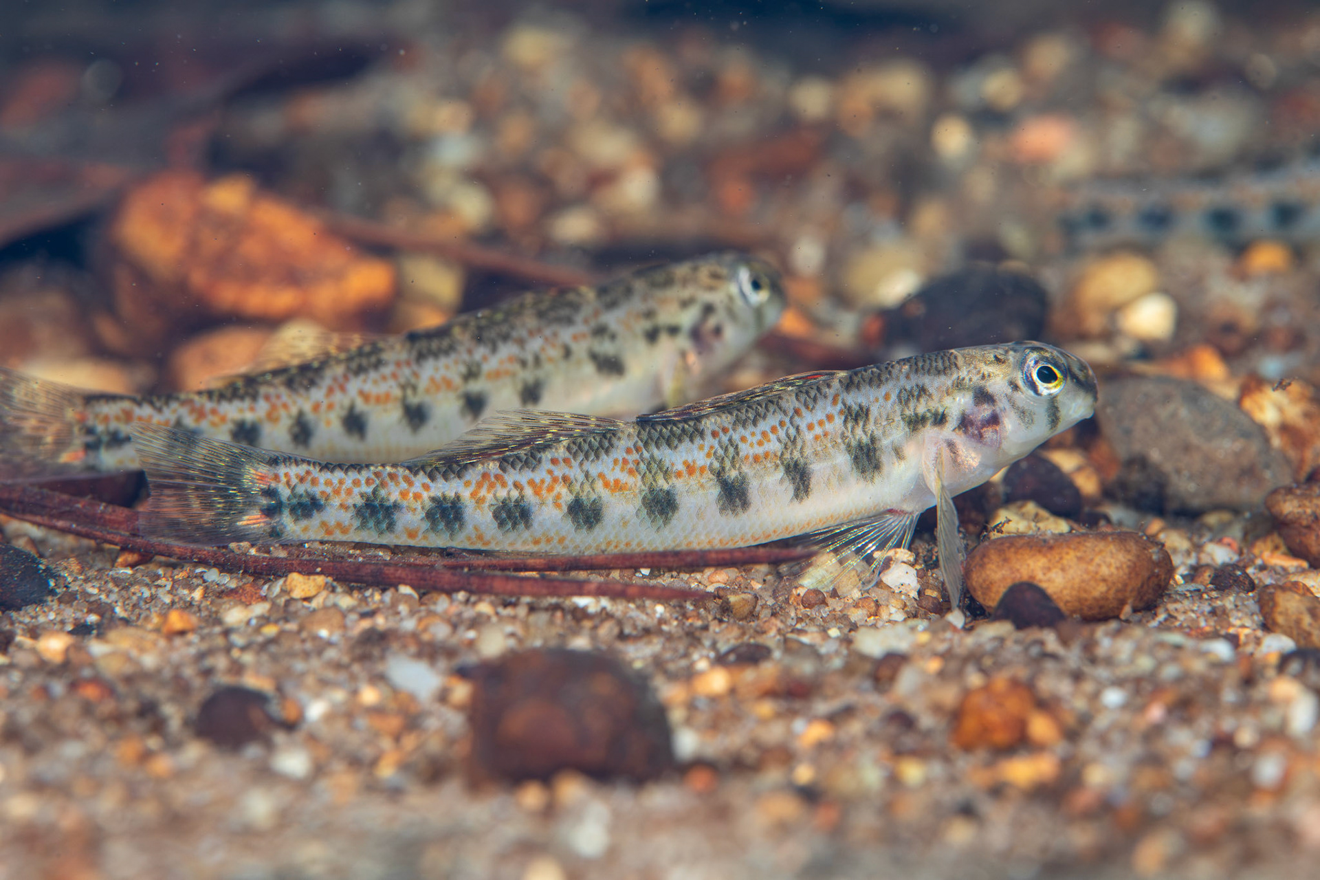 Tennessee Snubnose Darter