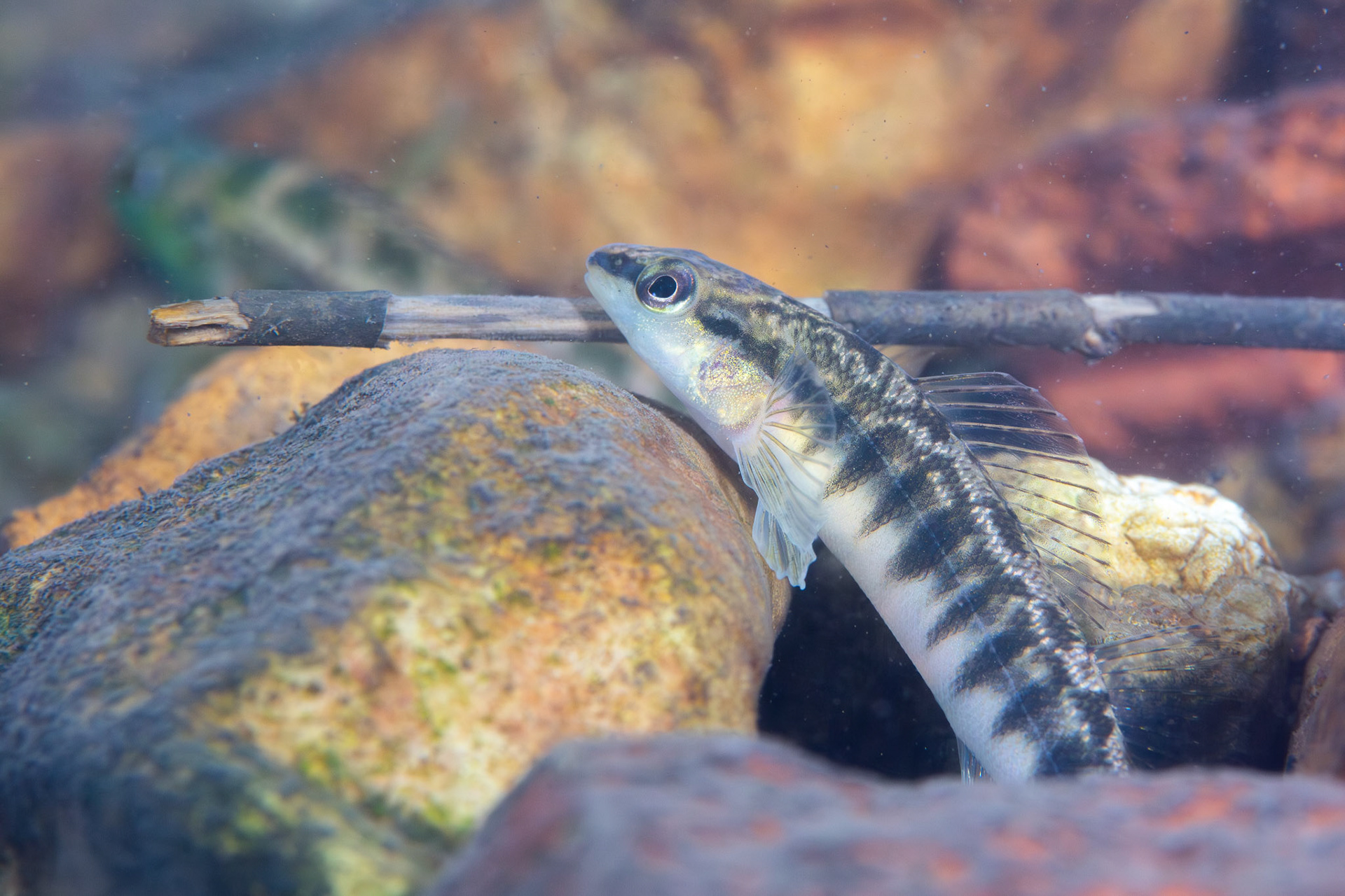 Blackbanded (Darter Percina nigrofasciata)