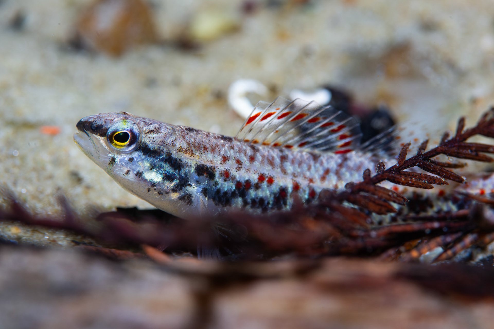 Brown Darter