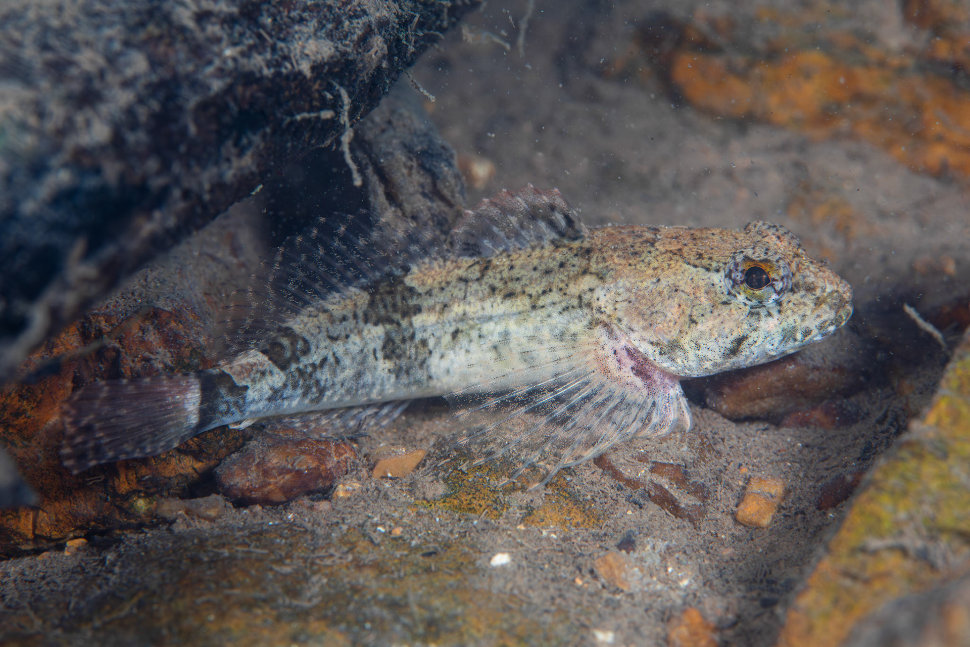 Banded Sculpin