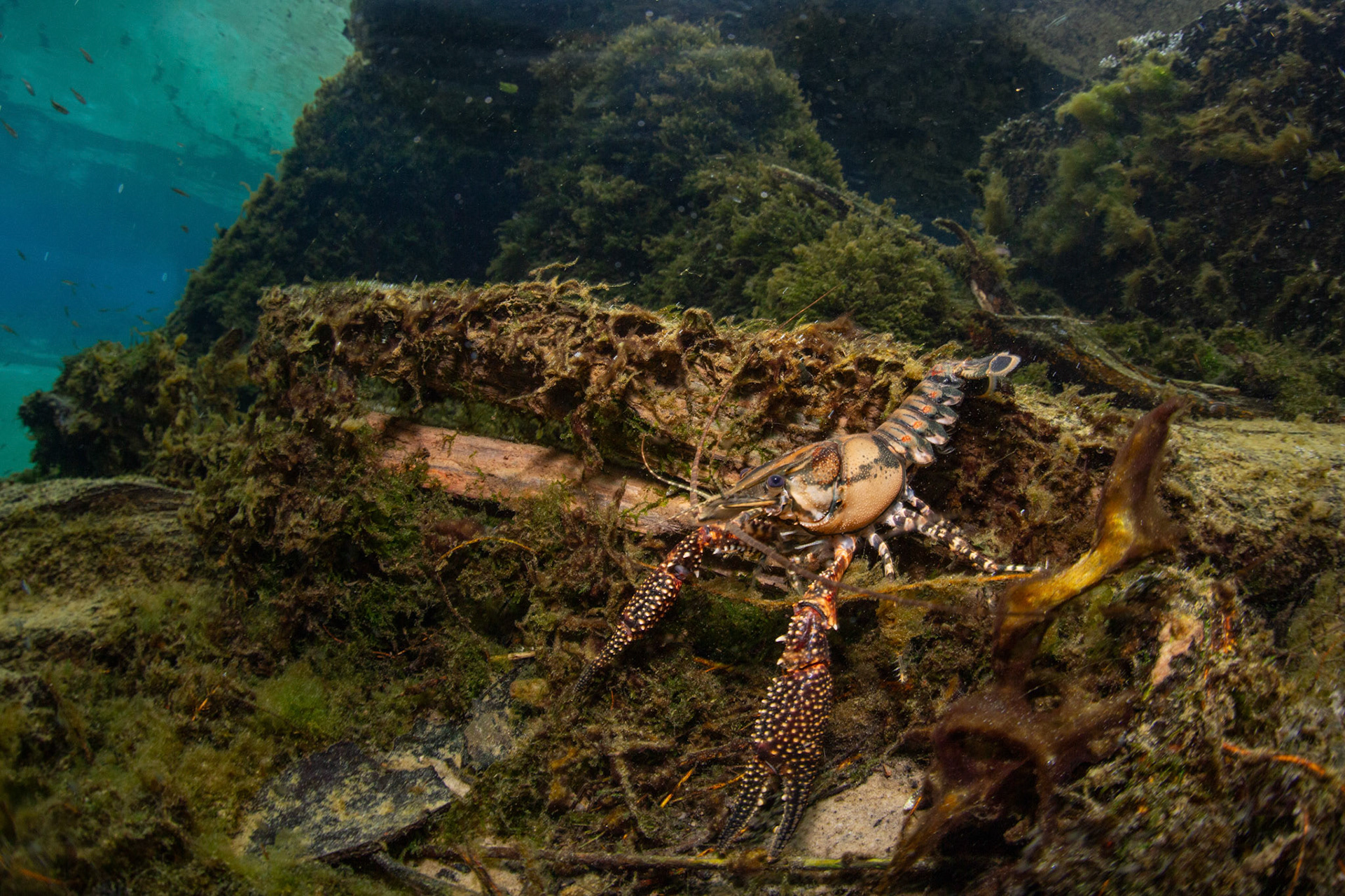 White-tubercled Crayfish