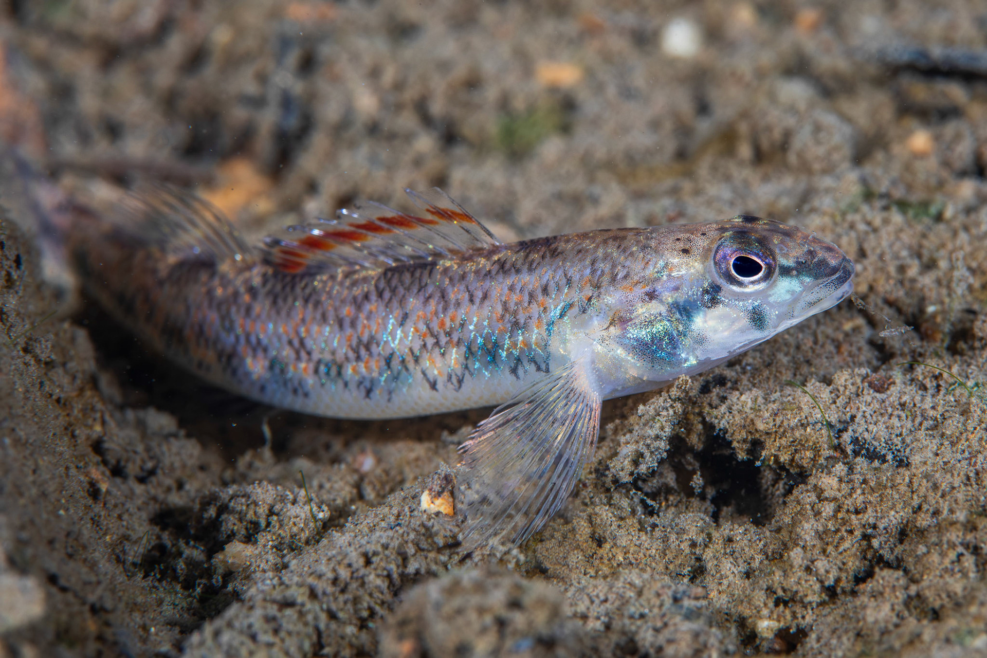 Speckled Darter