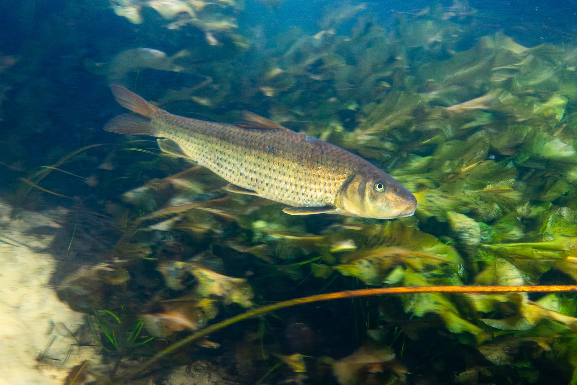Spotted Sucker (Minytrema melanops)