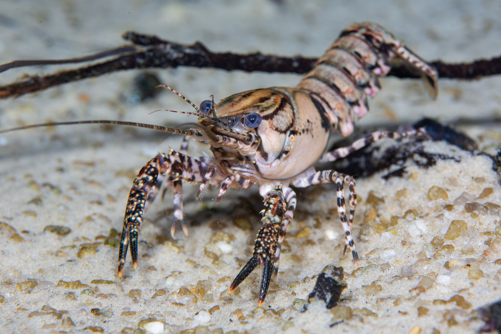 Sly Crayfish
