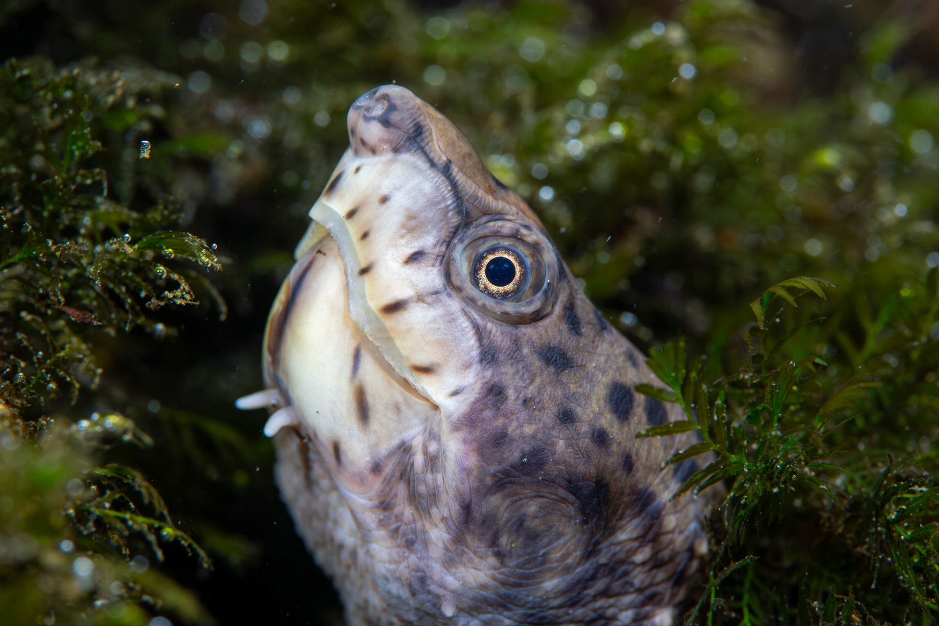 Intermediate Musk Turtle