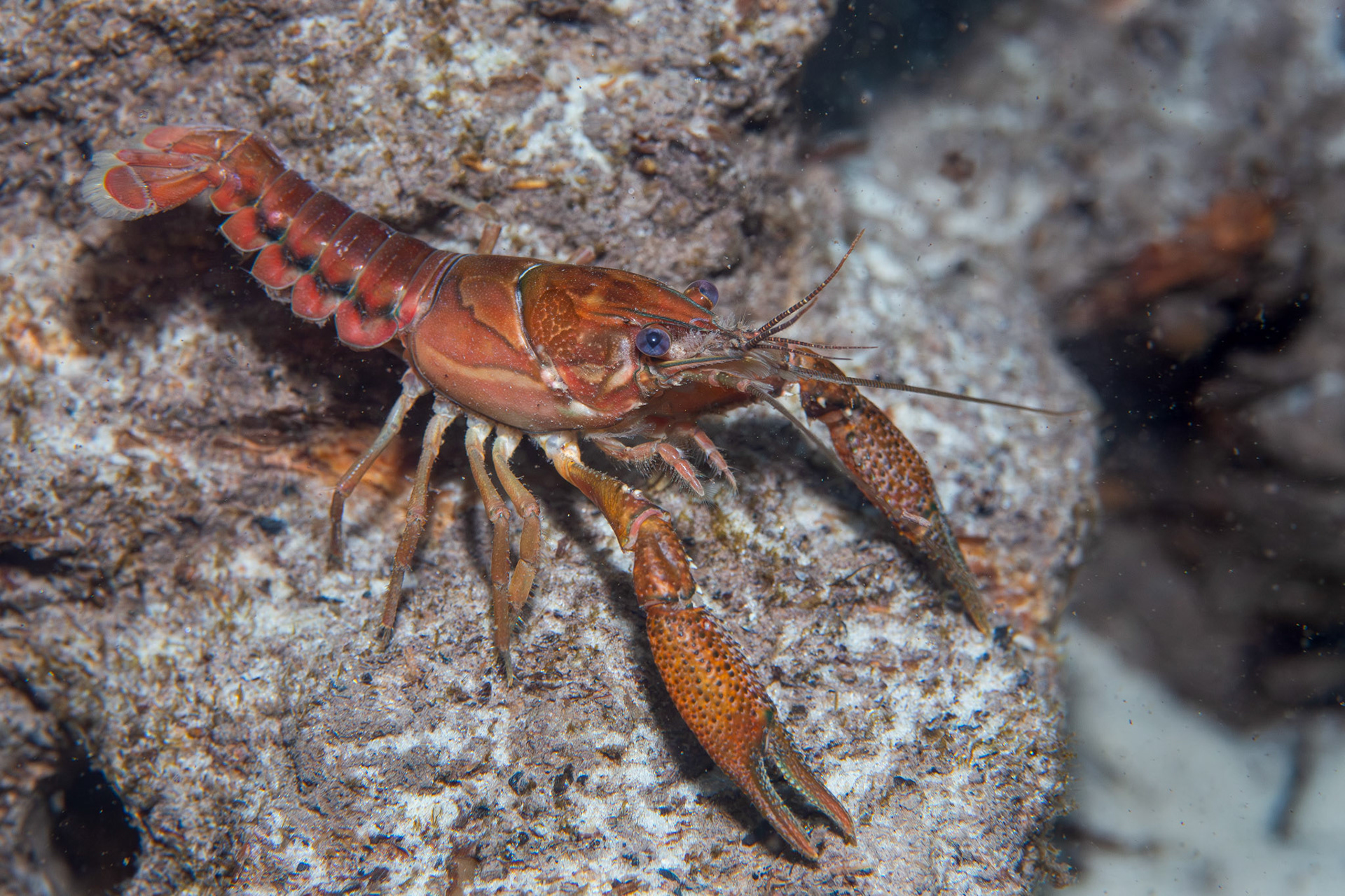Sly Crayfish (Procambarus versutus)
