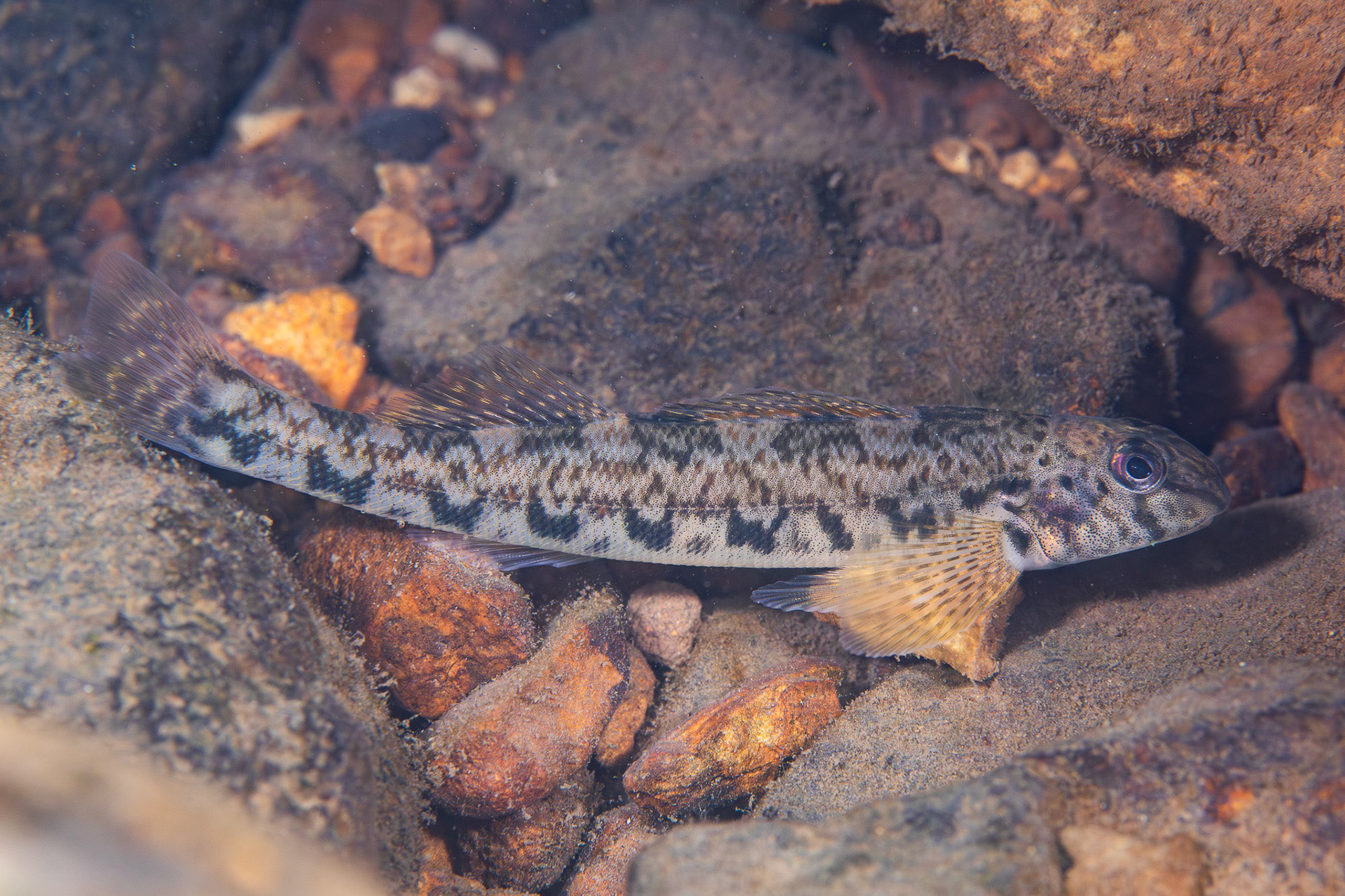 Greenside Darter