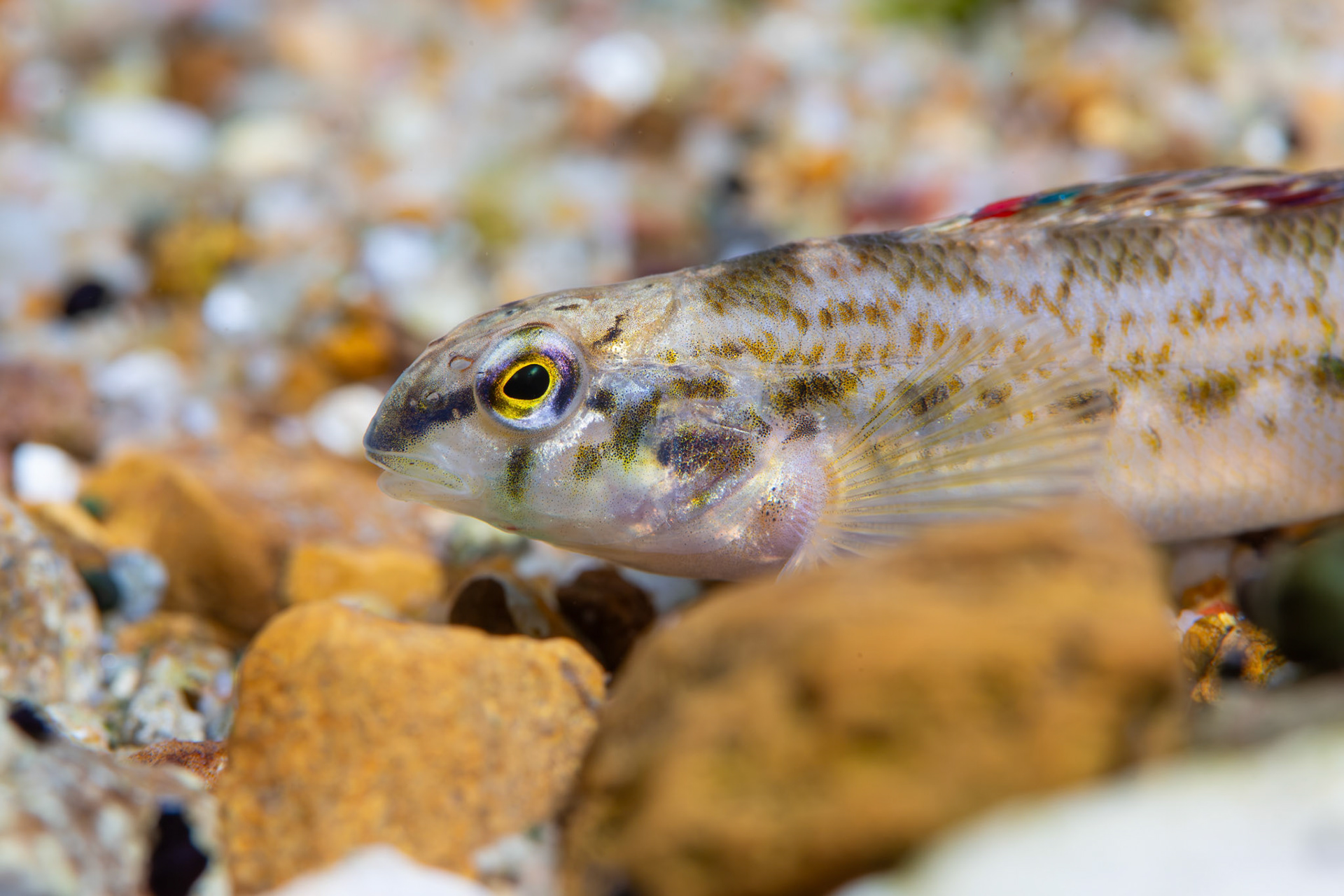 Coosa Darter