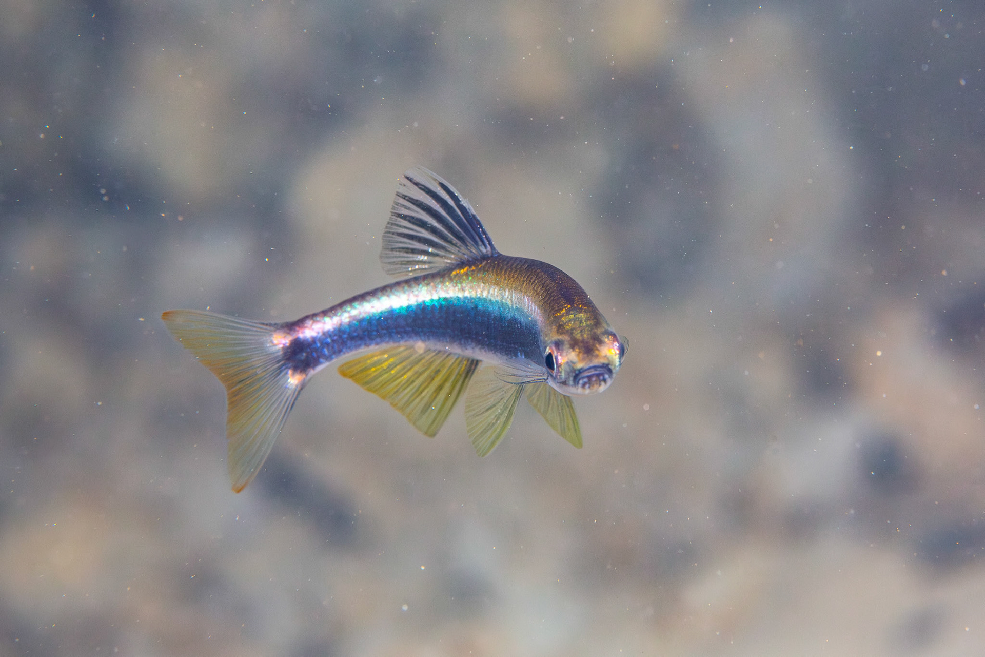 Sailfin Shiner