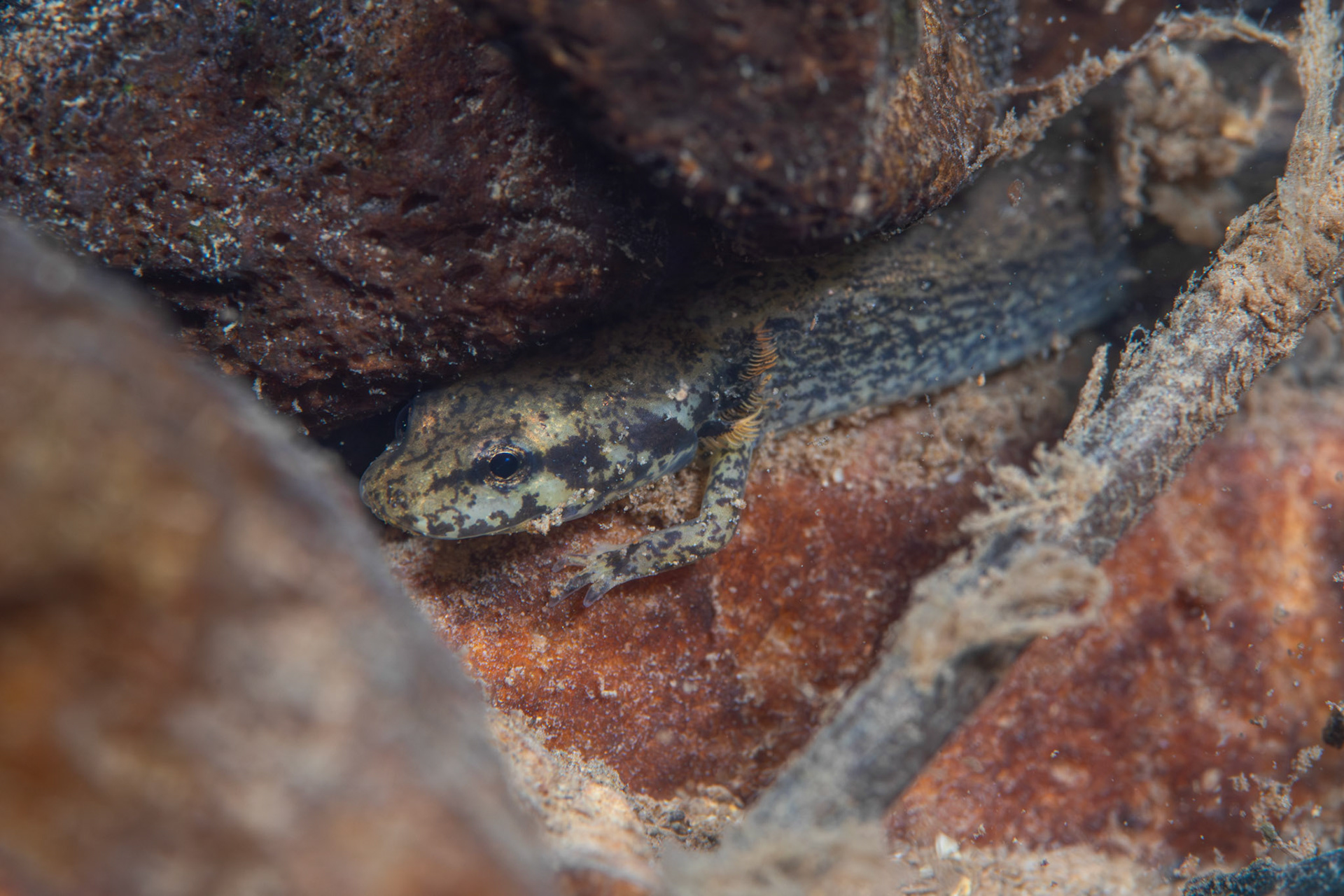 Eurycea sp.
