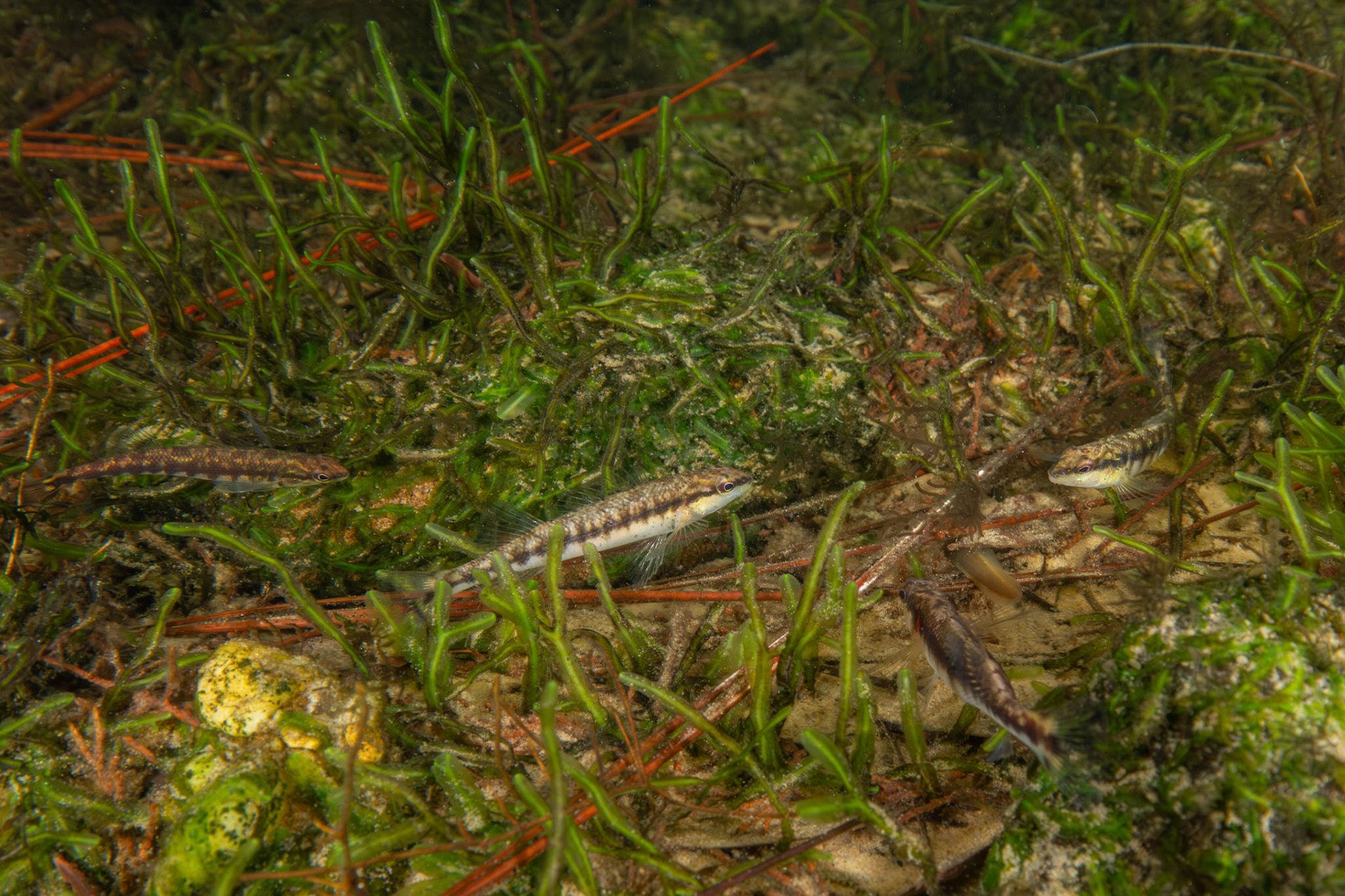 Blackbanded darter (Percina nigrofasciata)