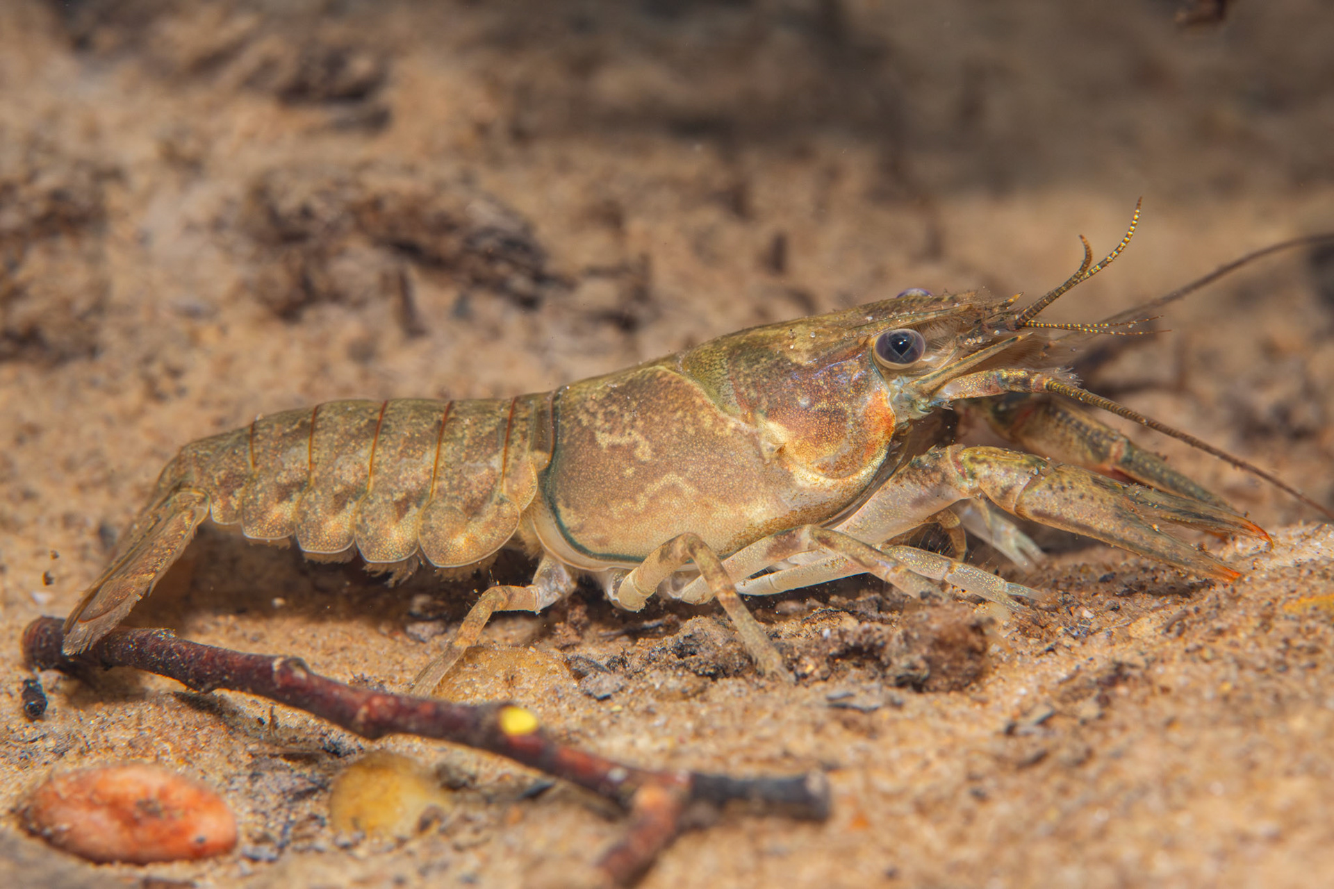 Powerful Crayfish