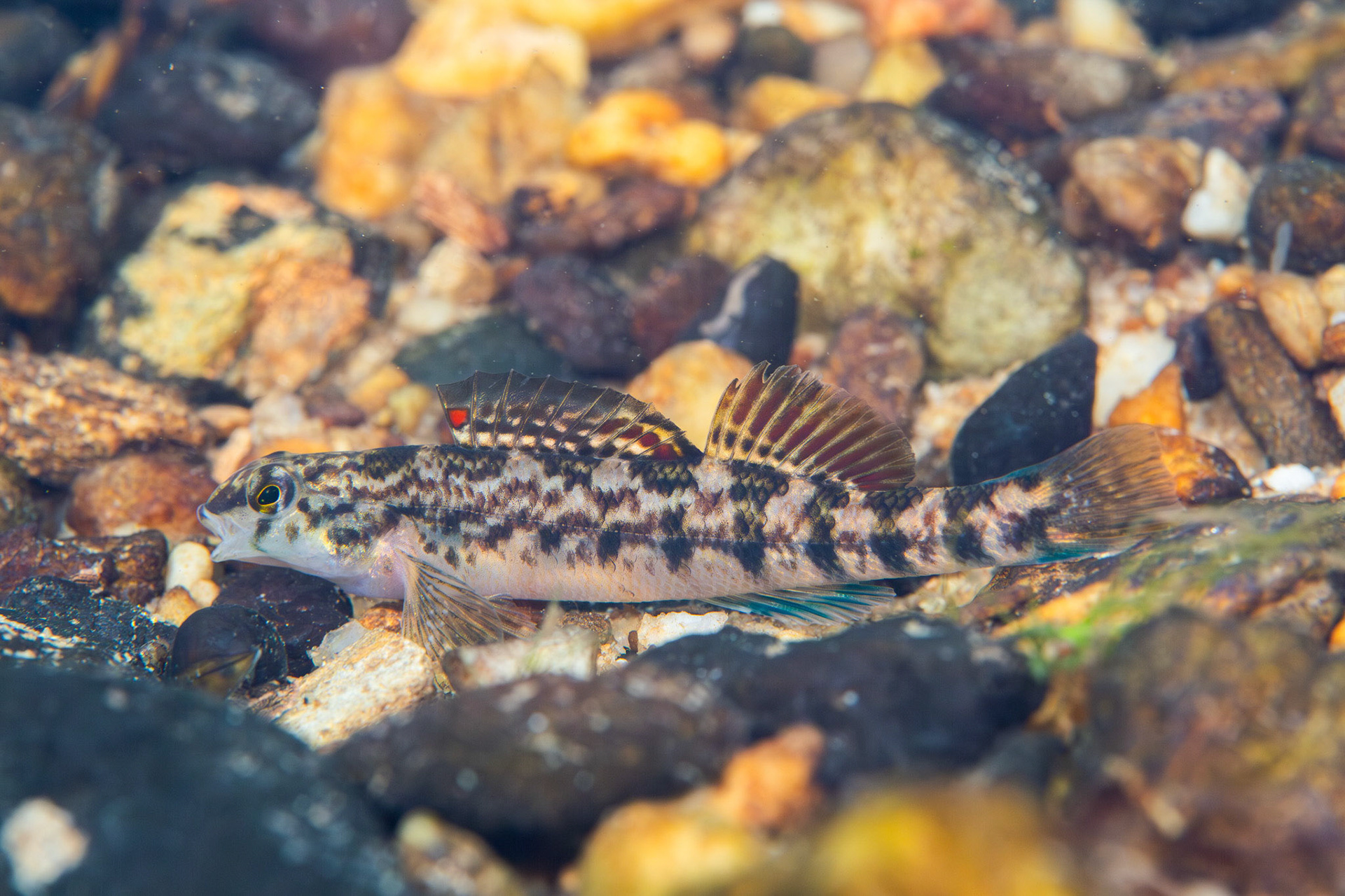Coosa Darter