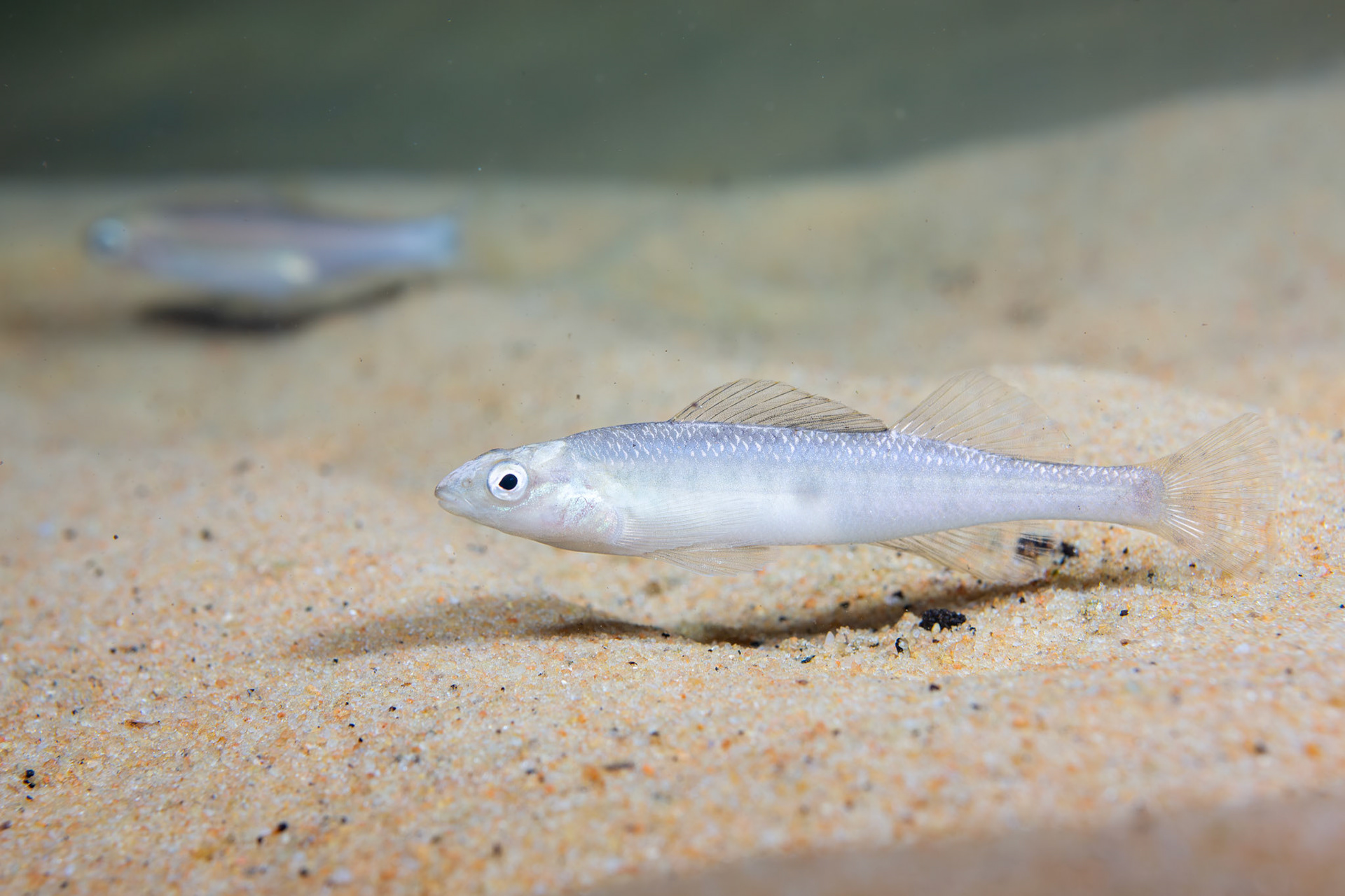 Blackbanded darter (Percina nigrofasciata)