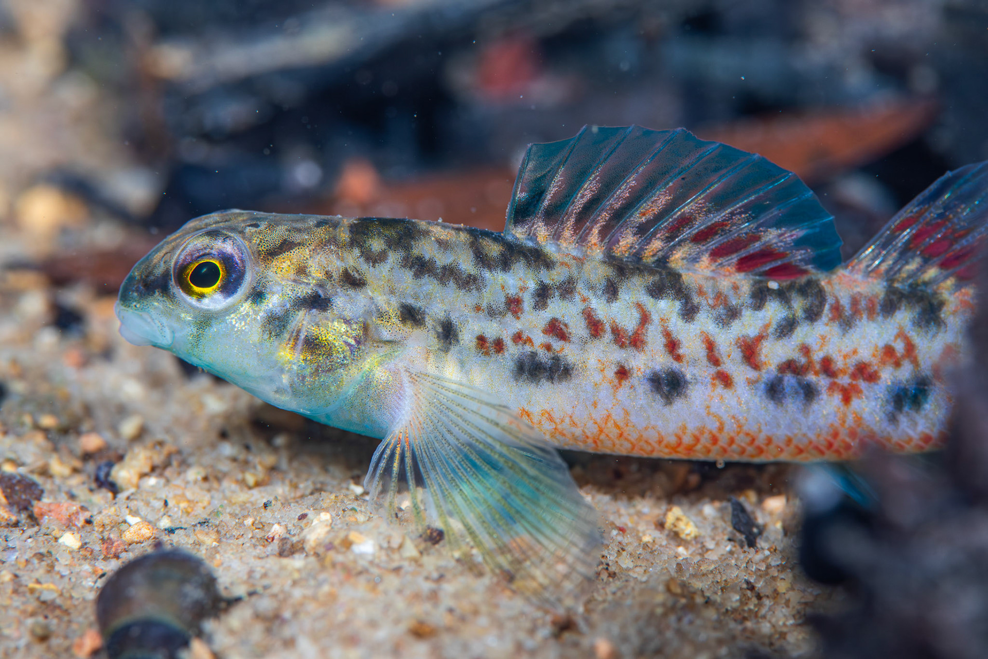 Tombigbee Darter