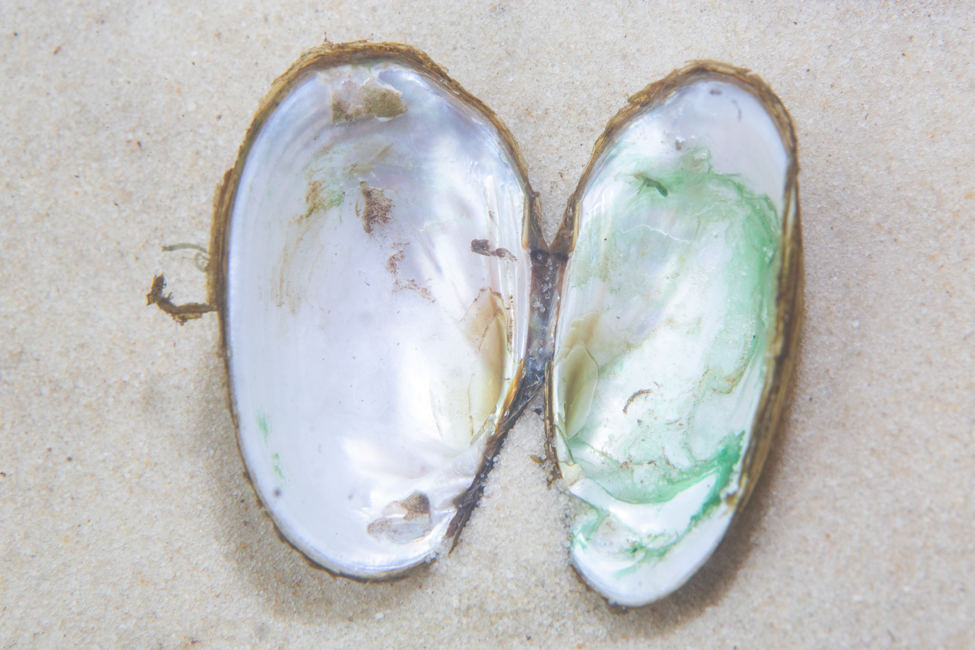 Rough Fatmucket (Lampsilis straminea)