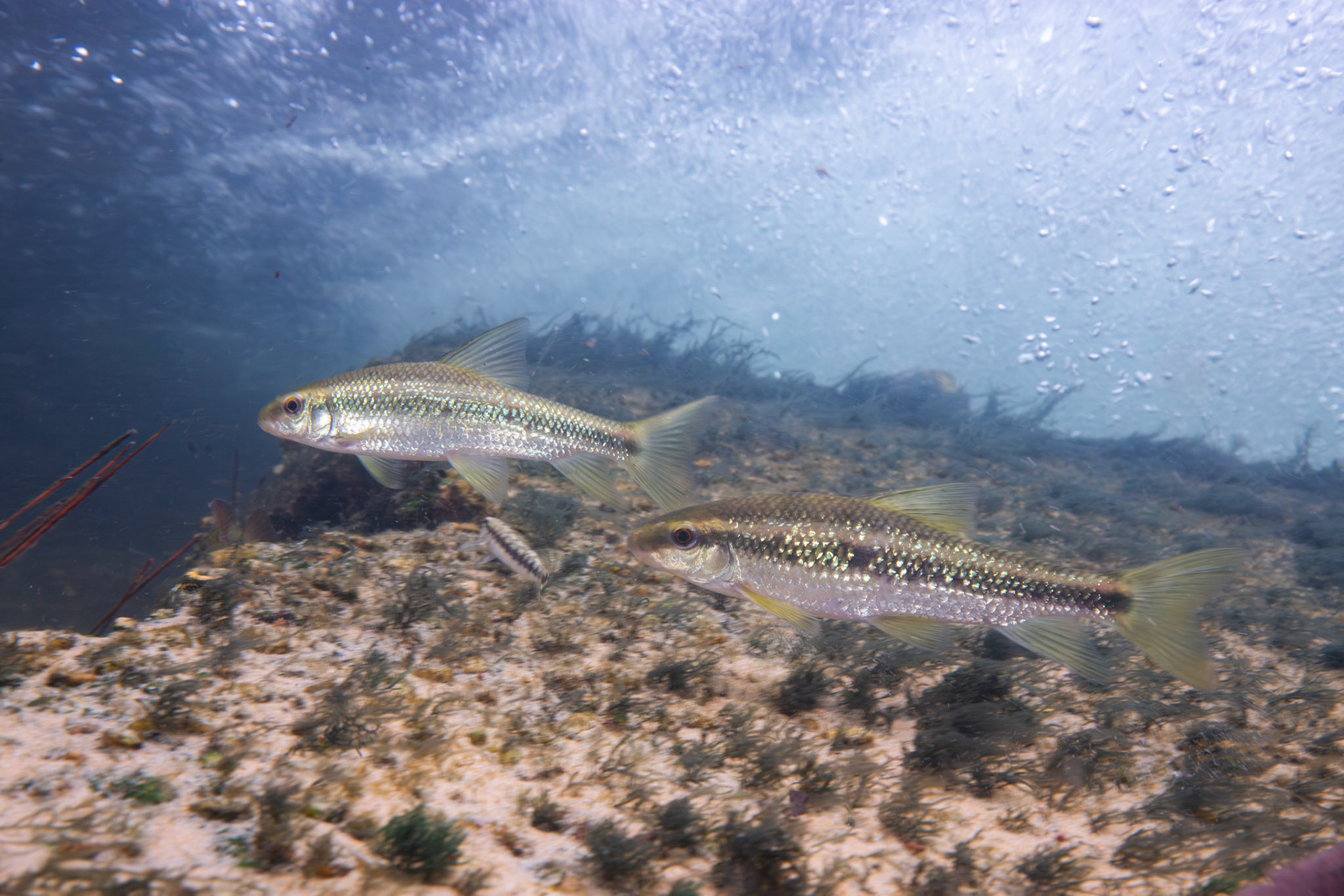 Sharpfin Chubsucker (Erimyzon tenuis)