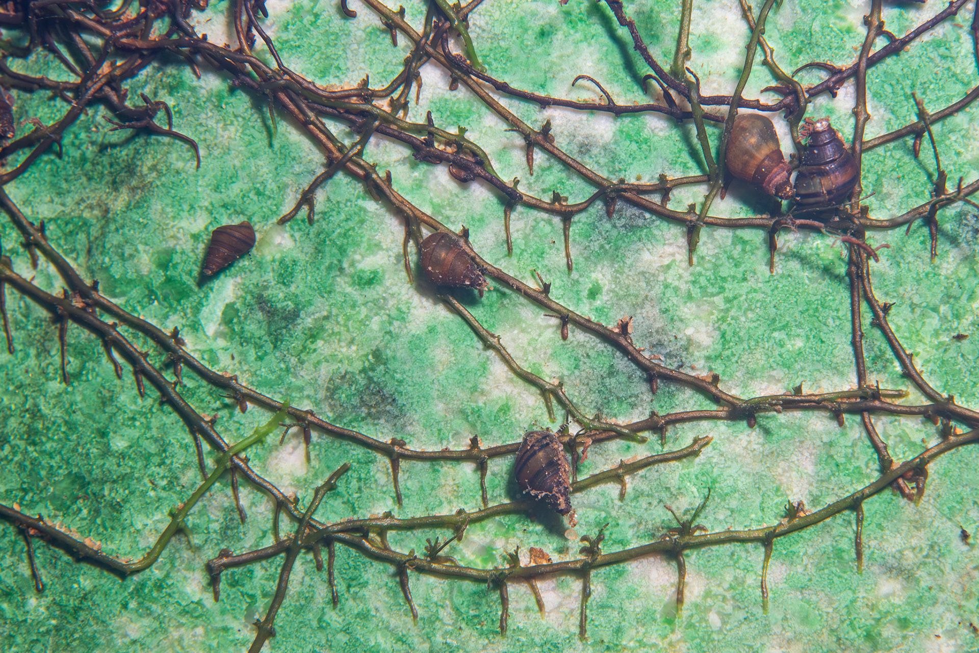 Elimia sp.