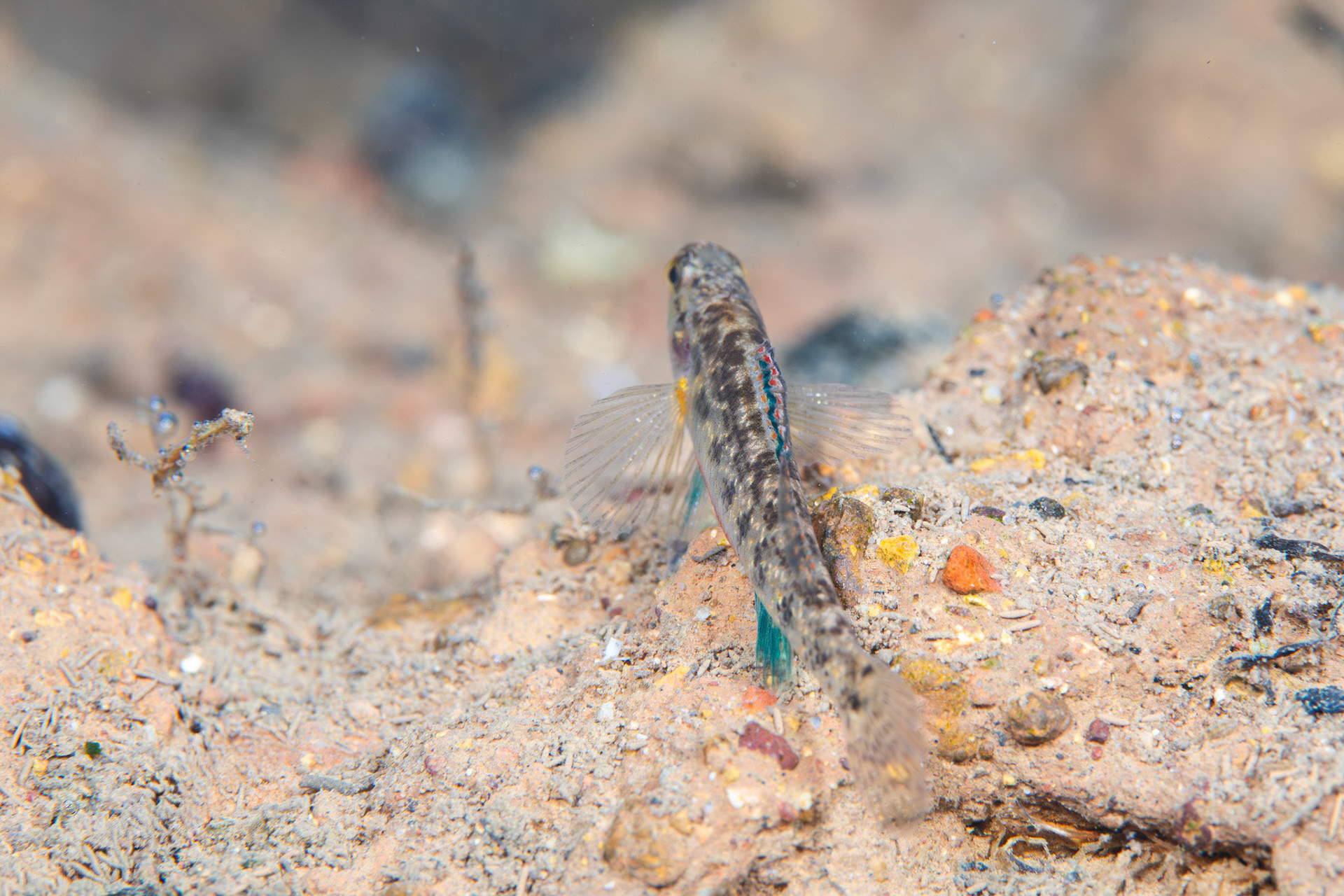 Watercress Darter (Etheostoma nuchale)