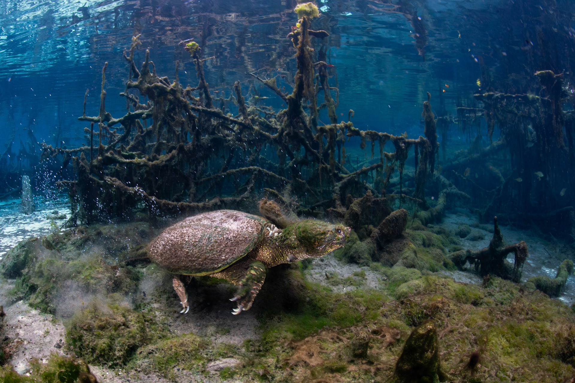 Common Snapping Turtle