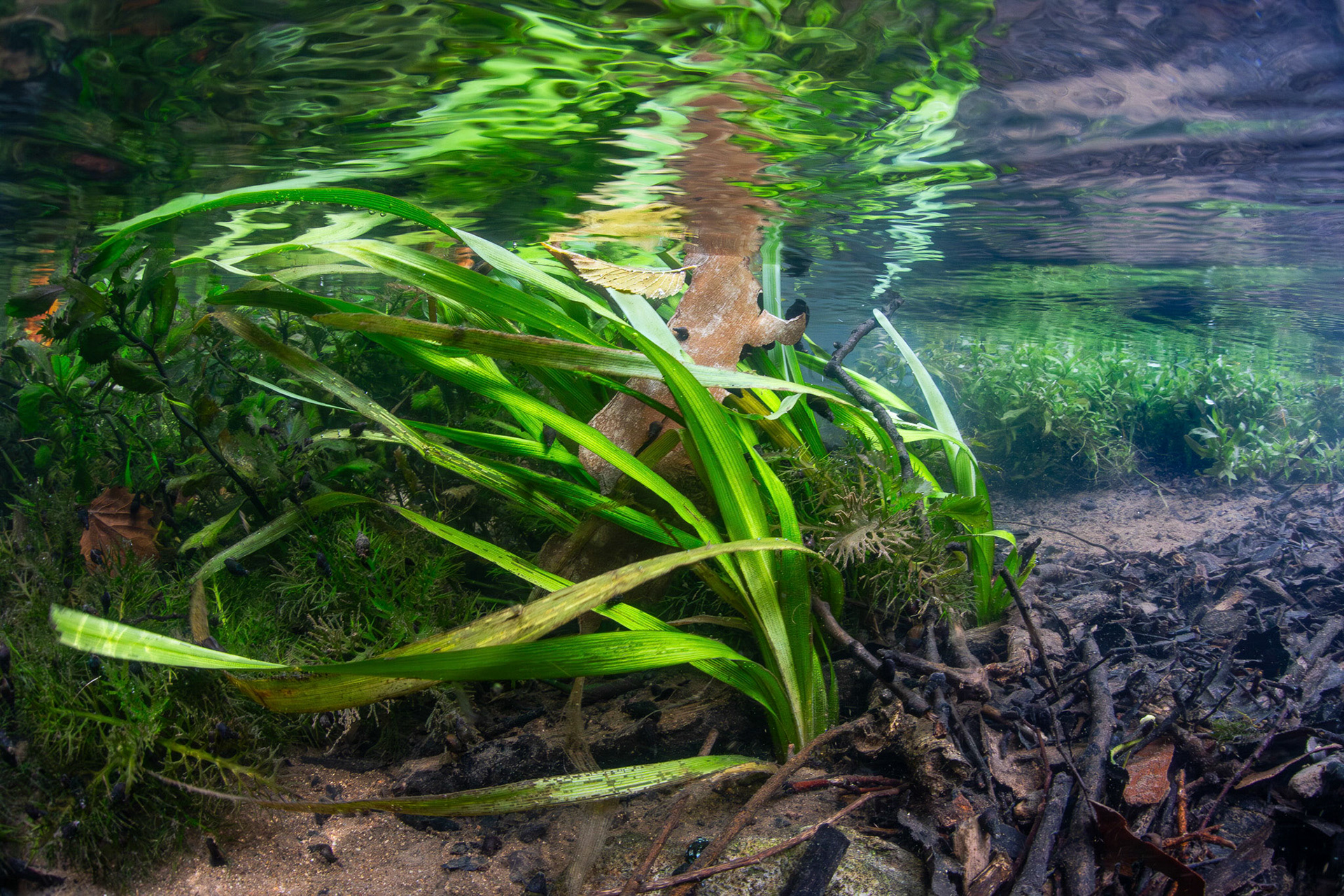 Aquatic vegetation in spring run