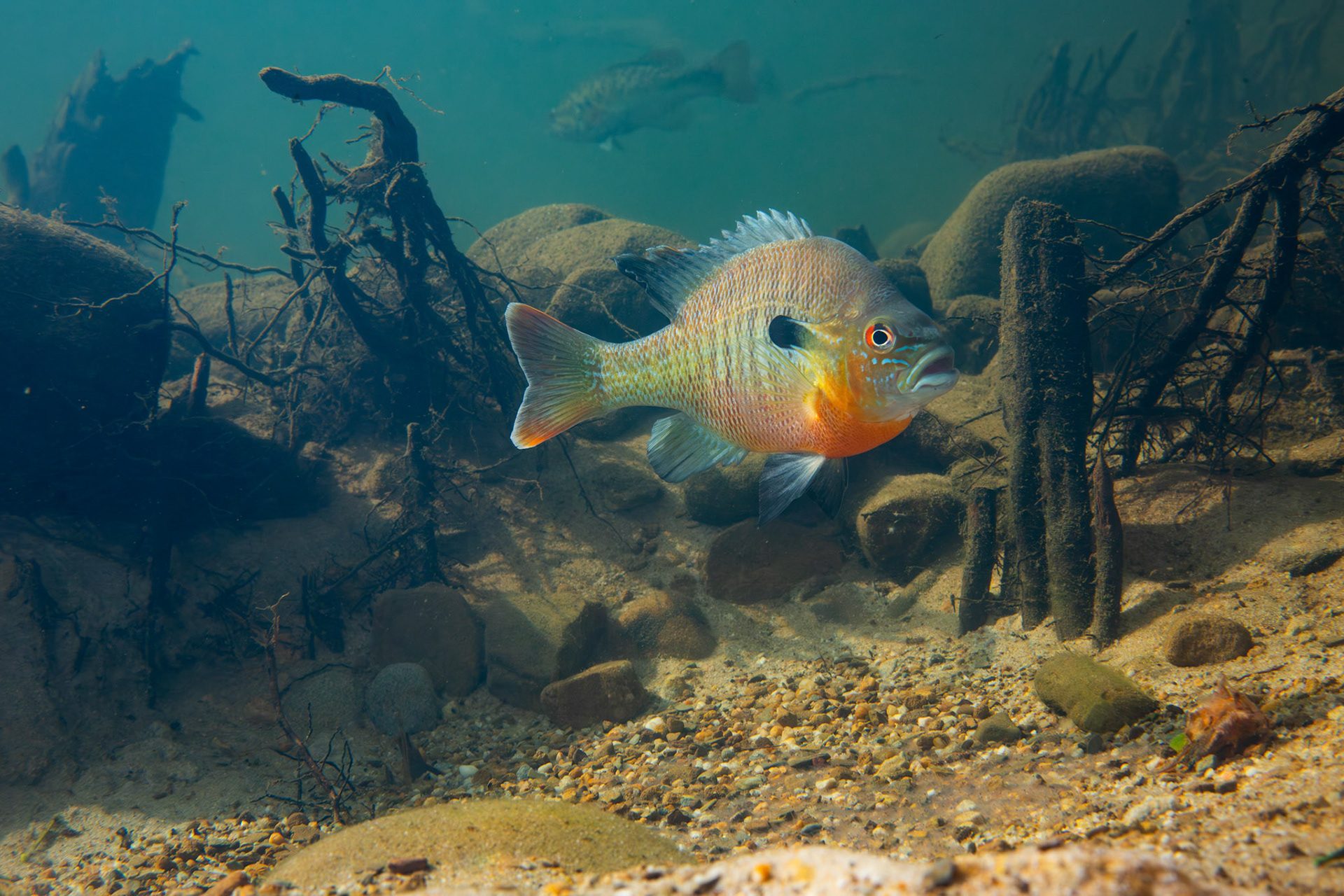 Redbreast Sunfish