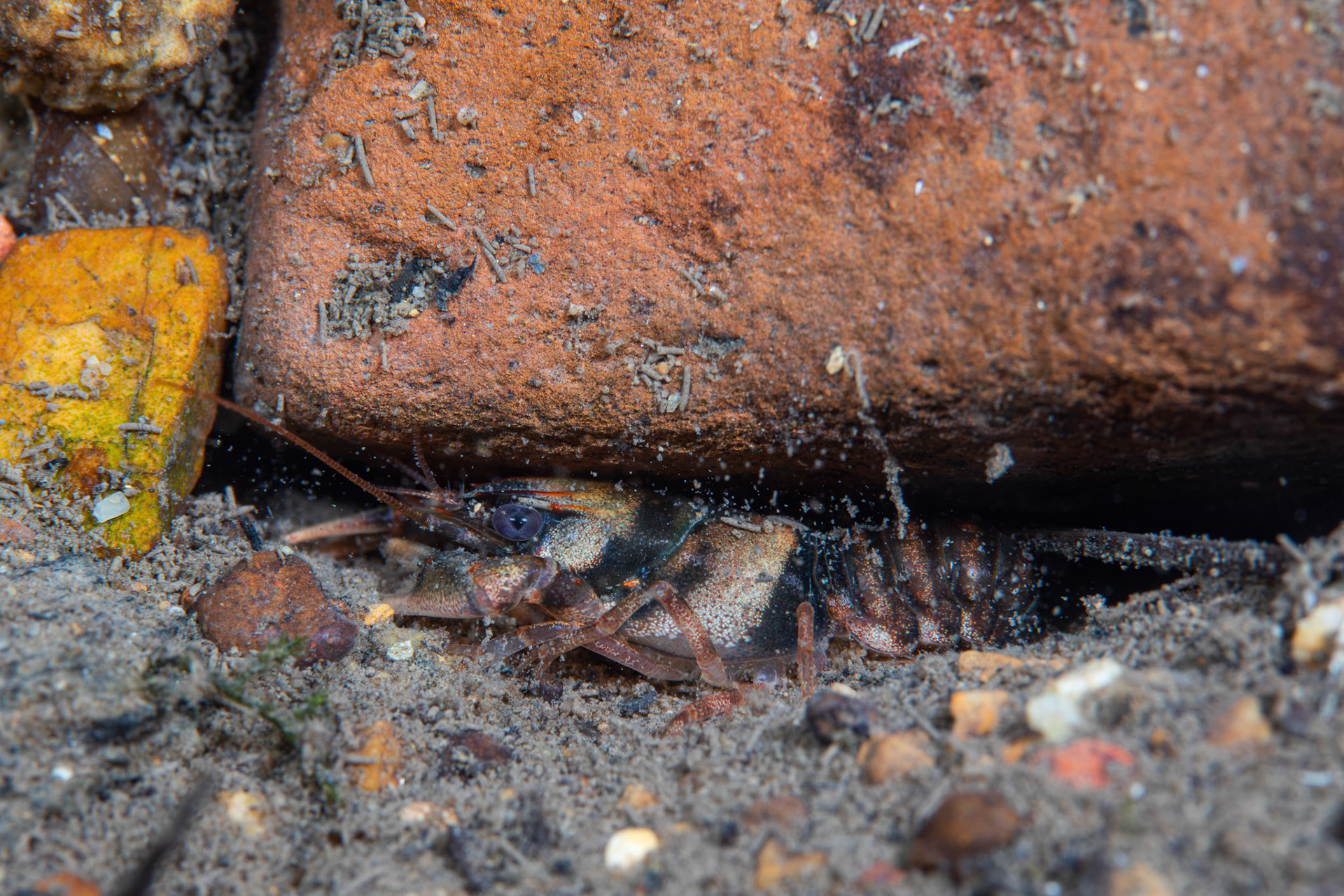 Coosa Crayfish
