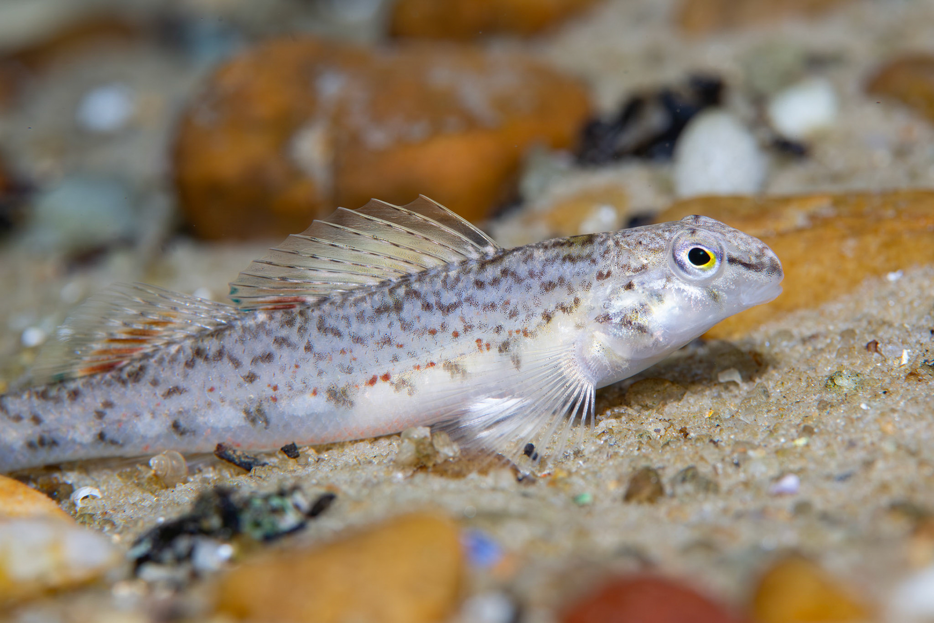 Coastal Darter