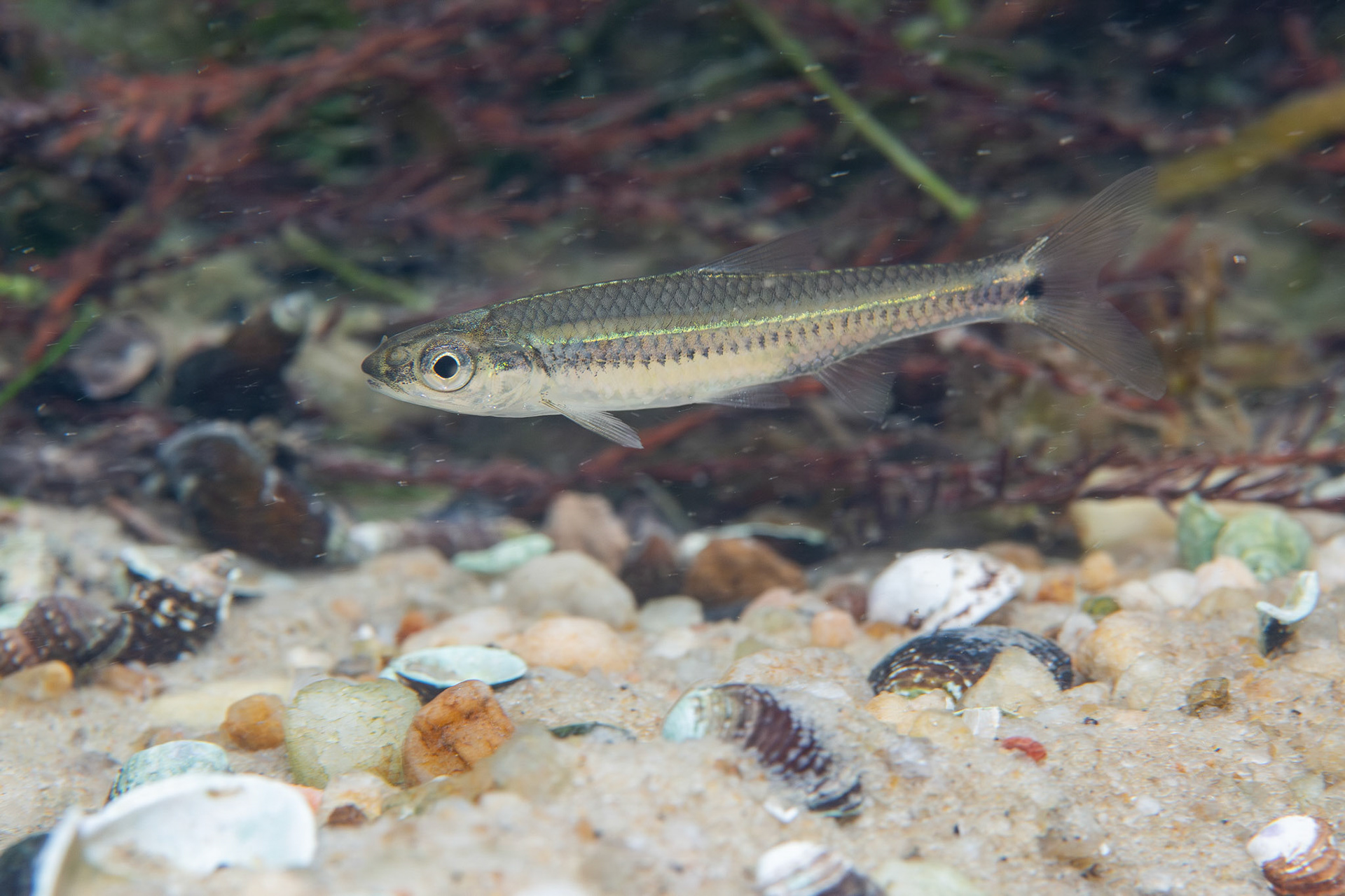 Coastal Shiner