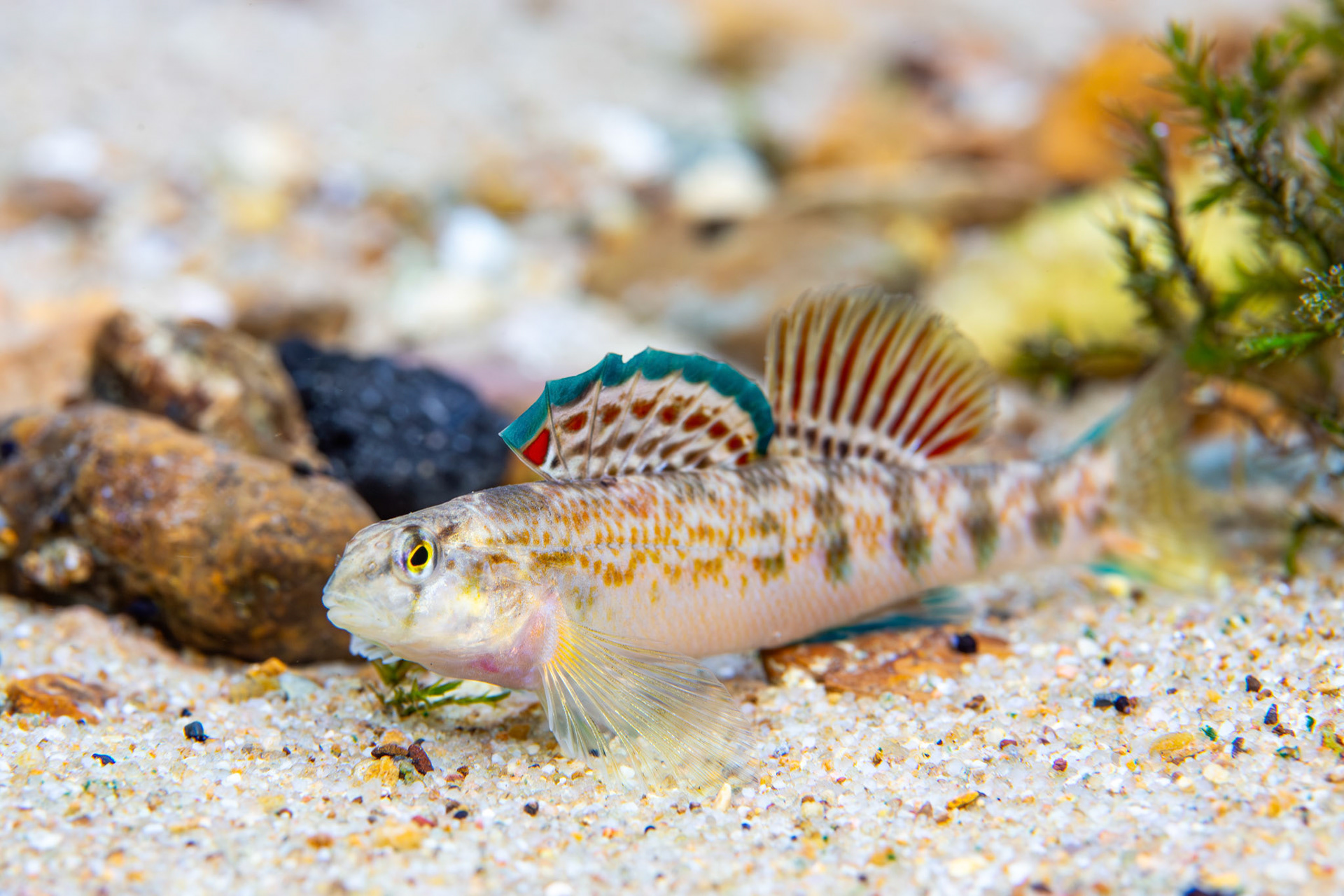 Coosa Darter