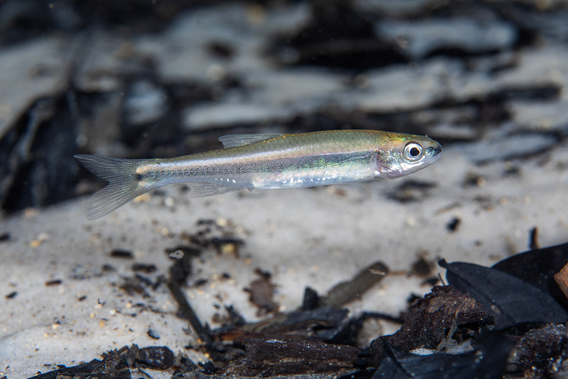 Redeye Chub