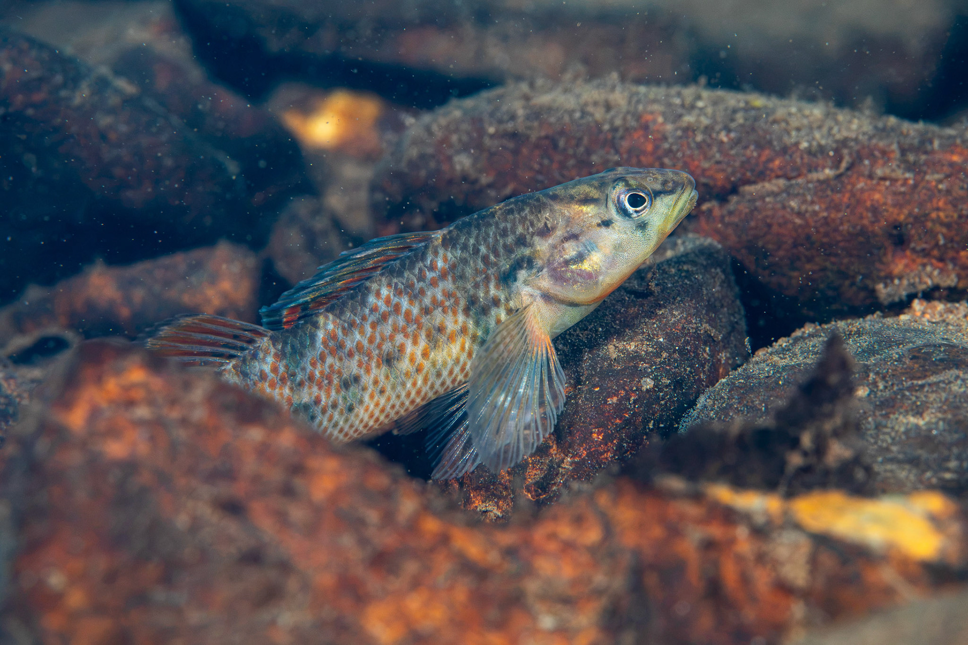 Rainbow Darter