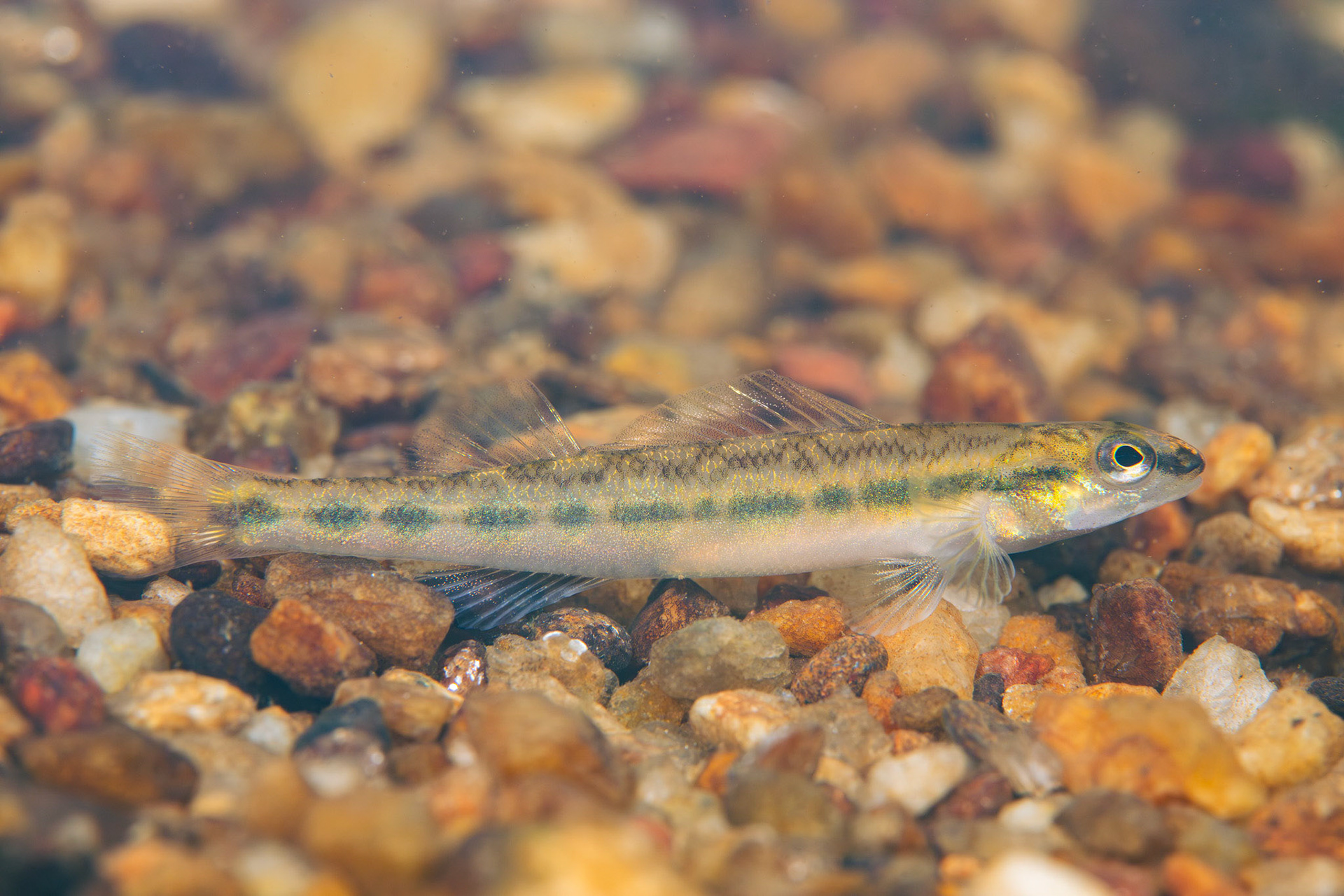 Muscadine Darter