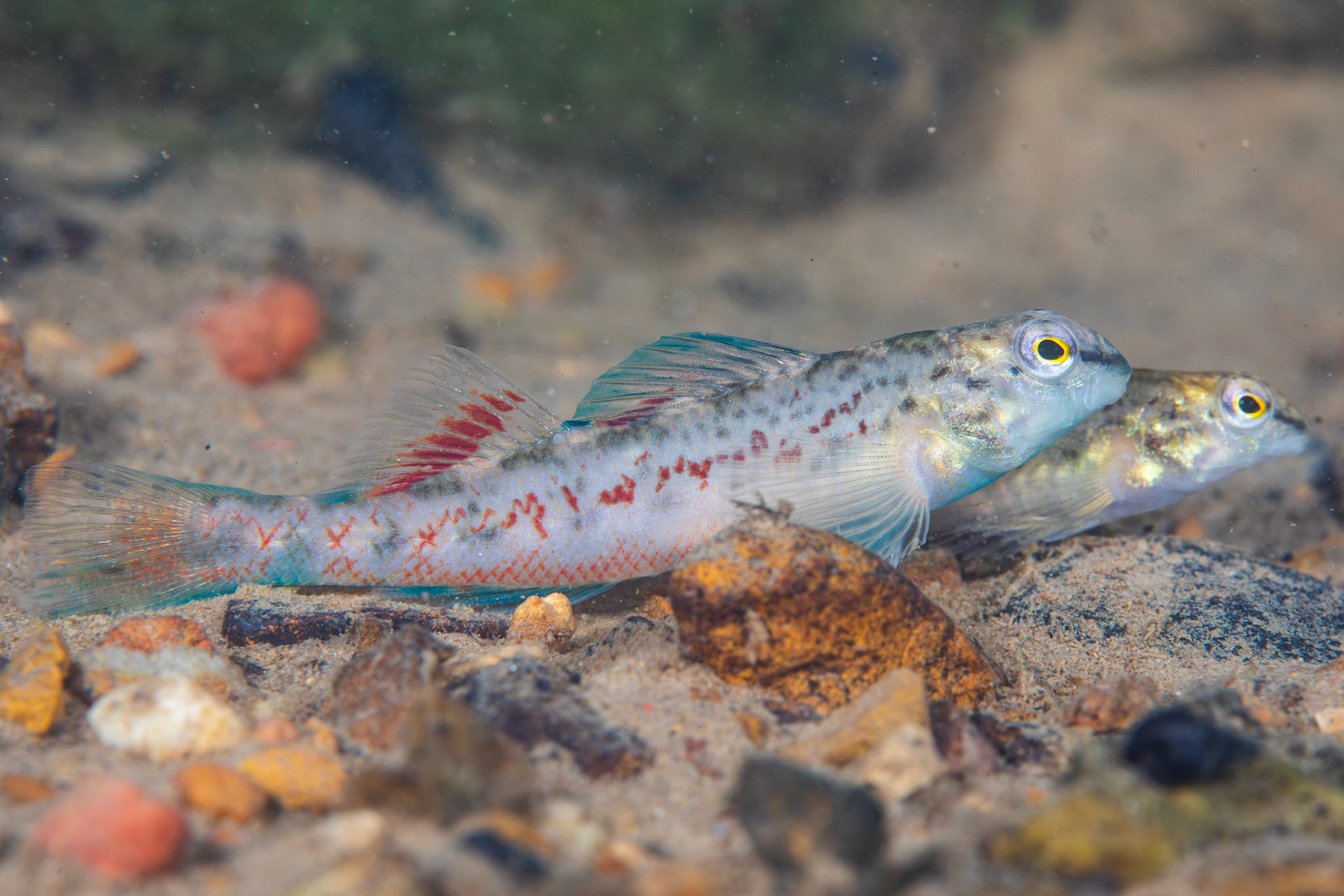 Tombigbee Darter