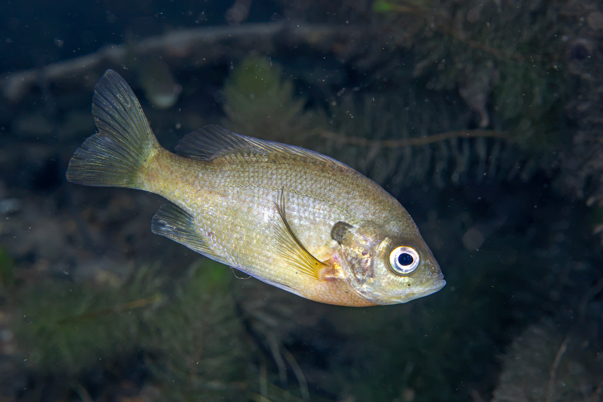 Bluegill