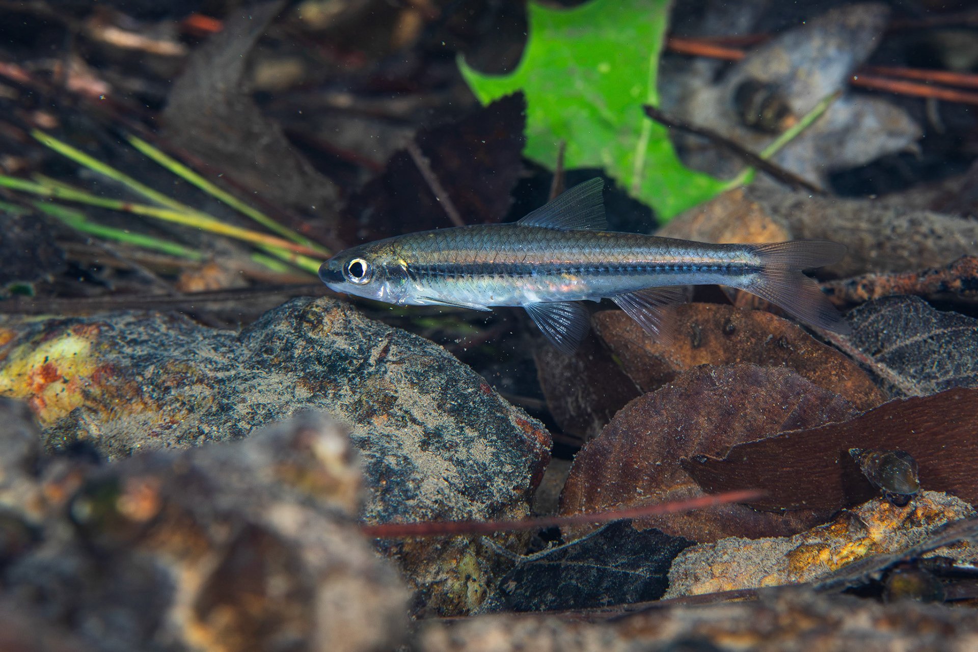 Lined Chub