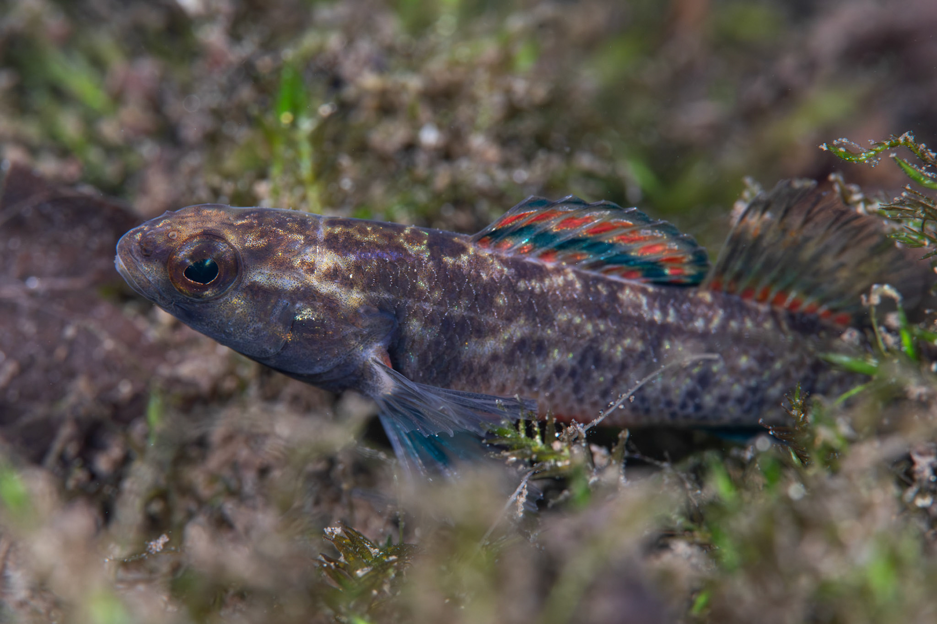 Watercress Darter