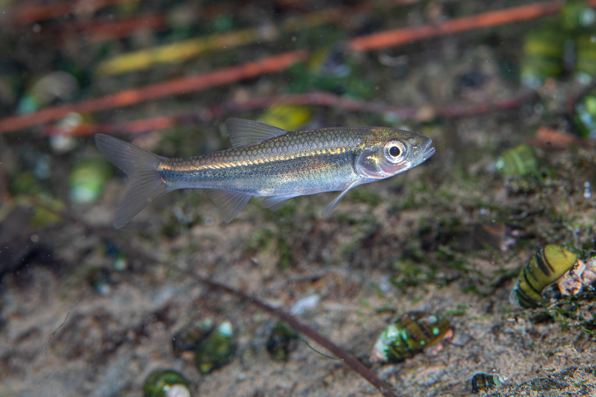 Striped Shiner