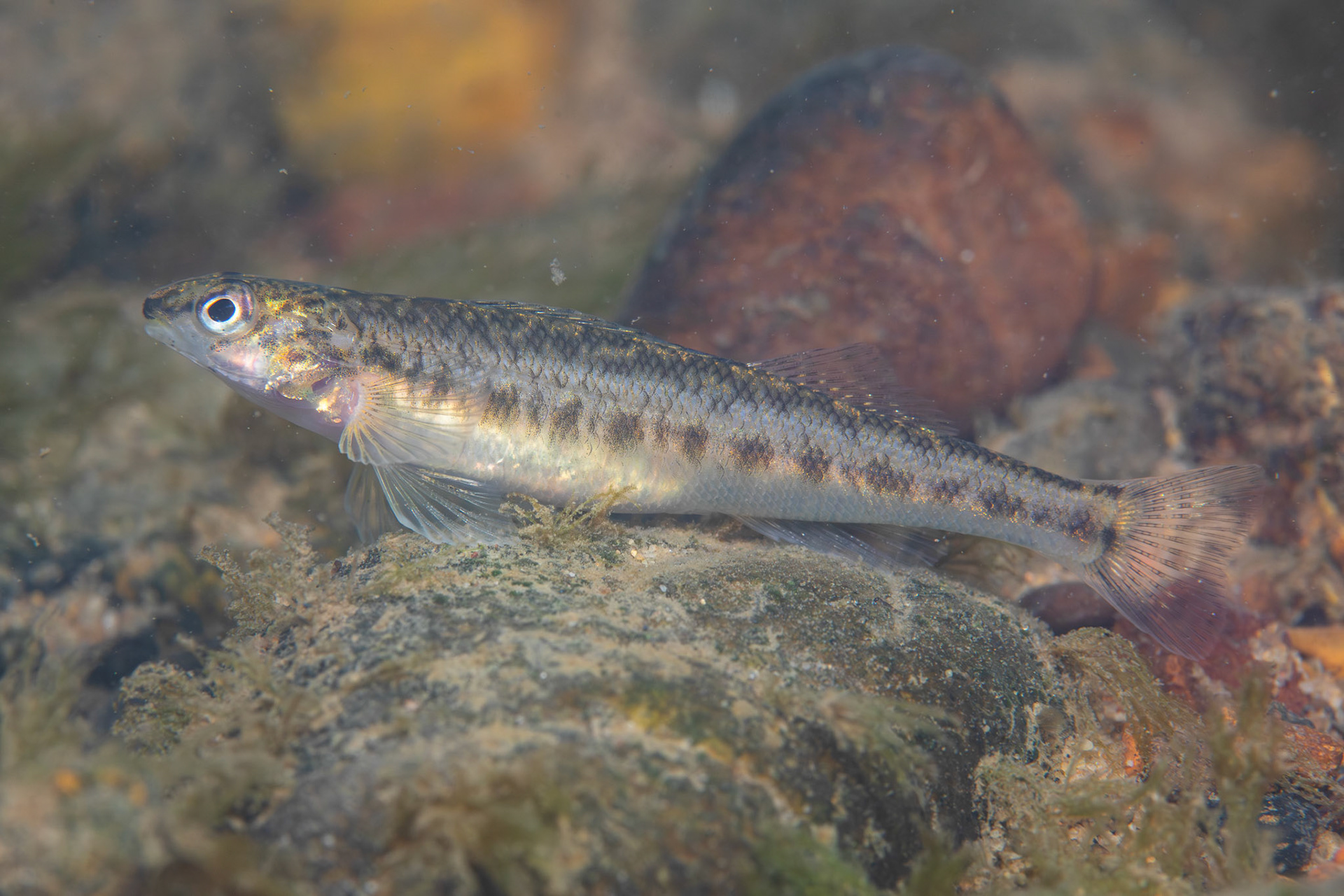 Coal Darter