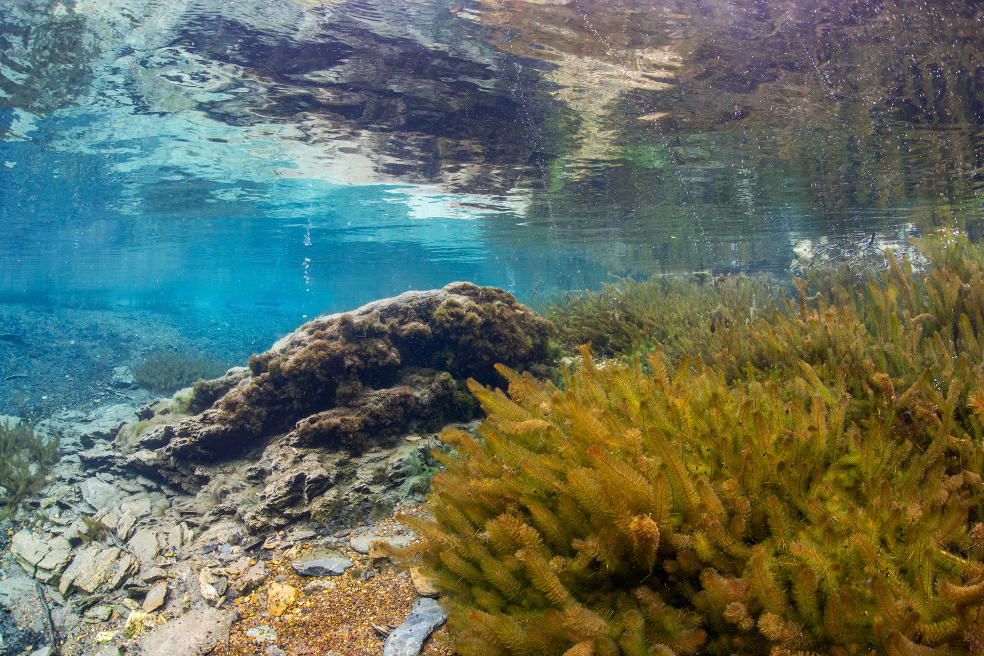 Bay Spring