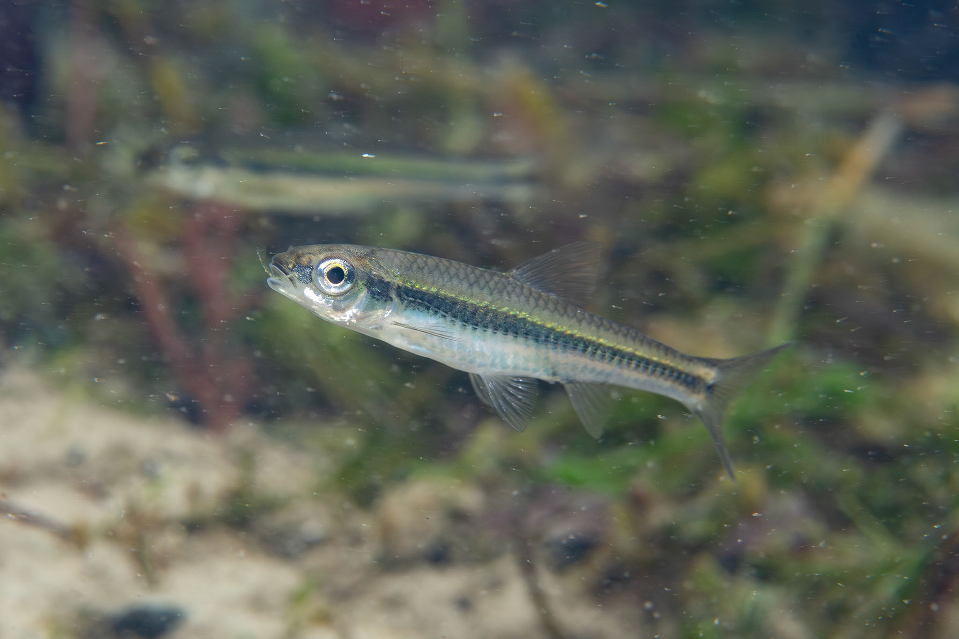 Coastal Shiner