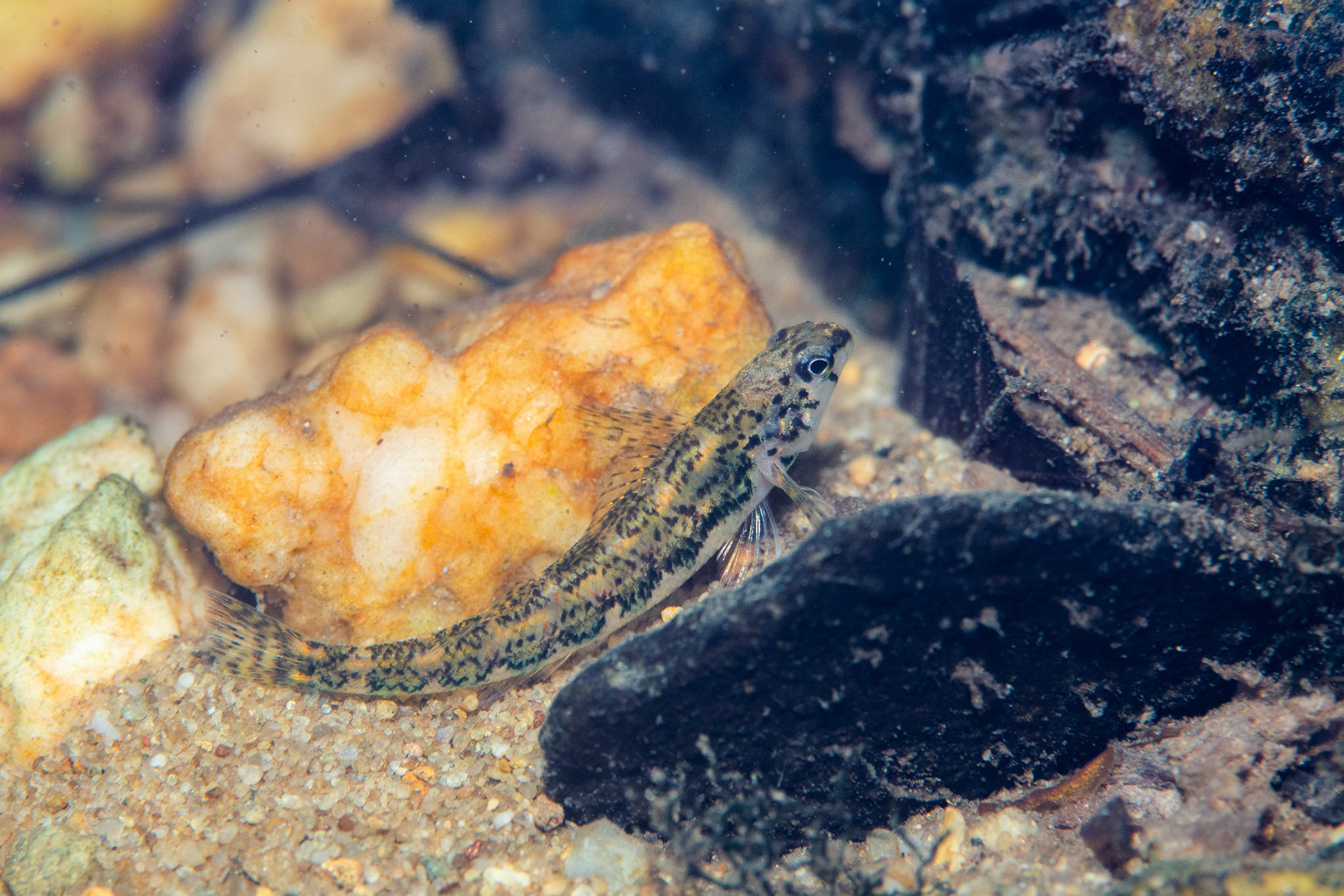 Bronze Darter
